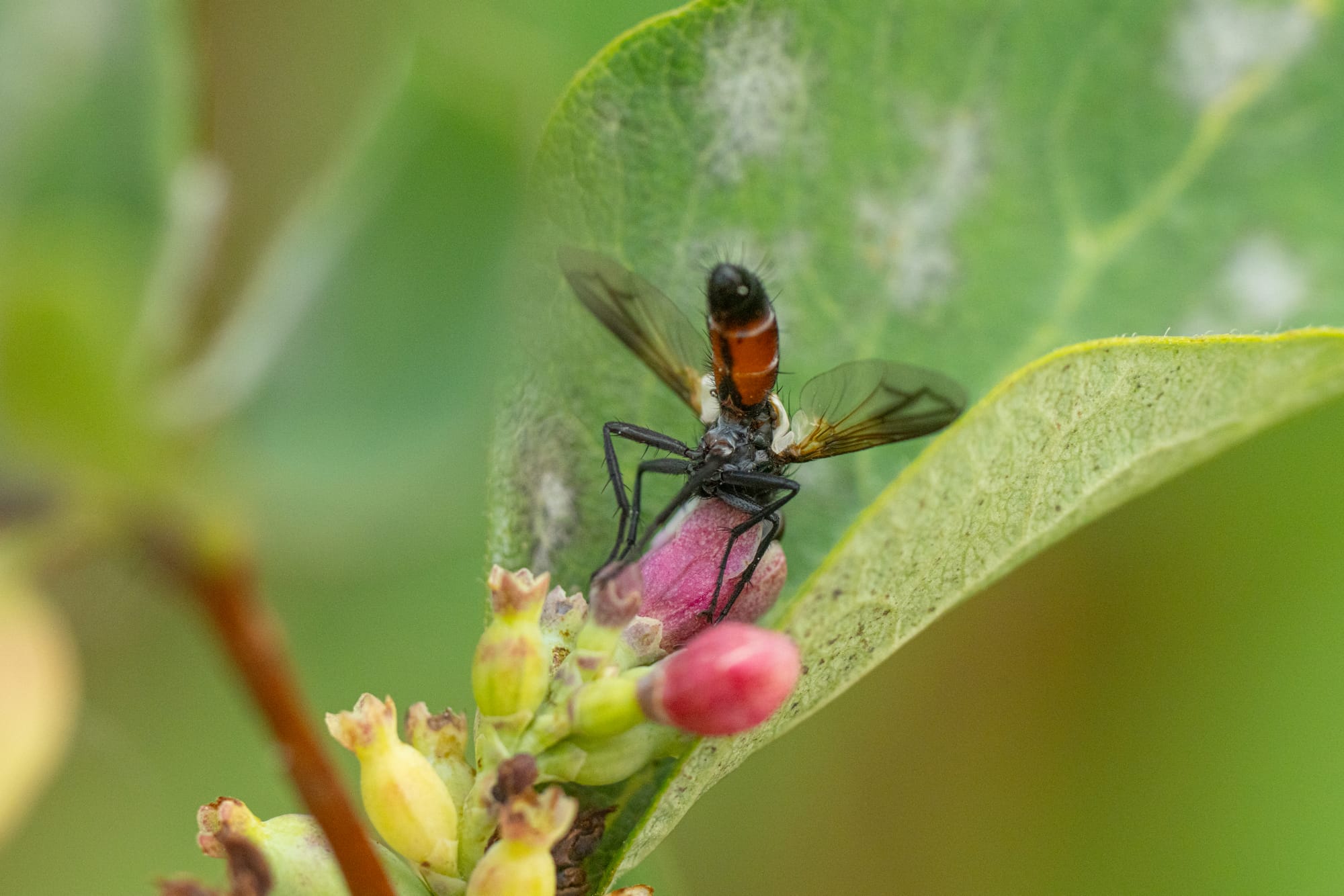 small fly on snowberry flower