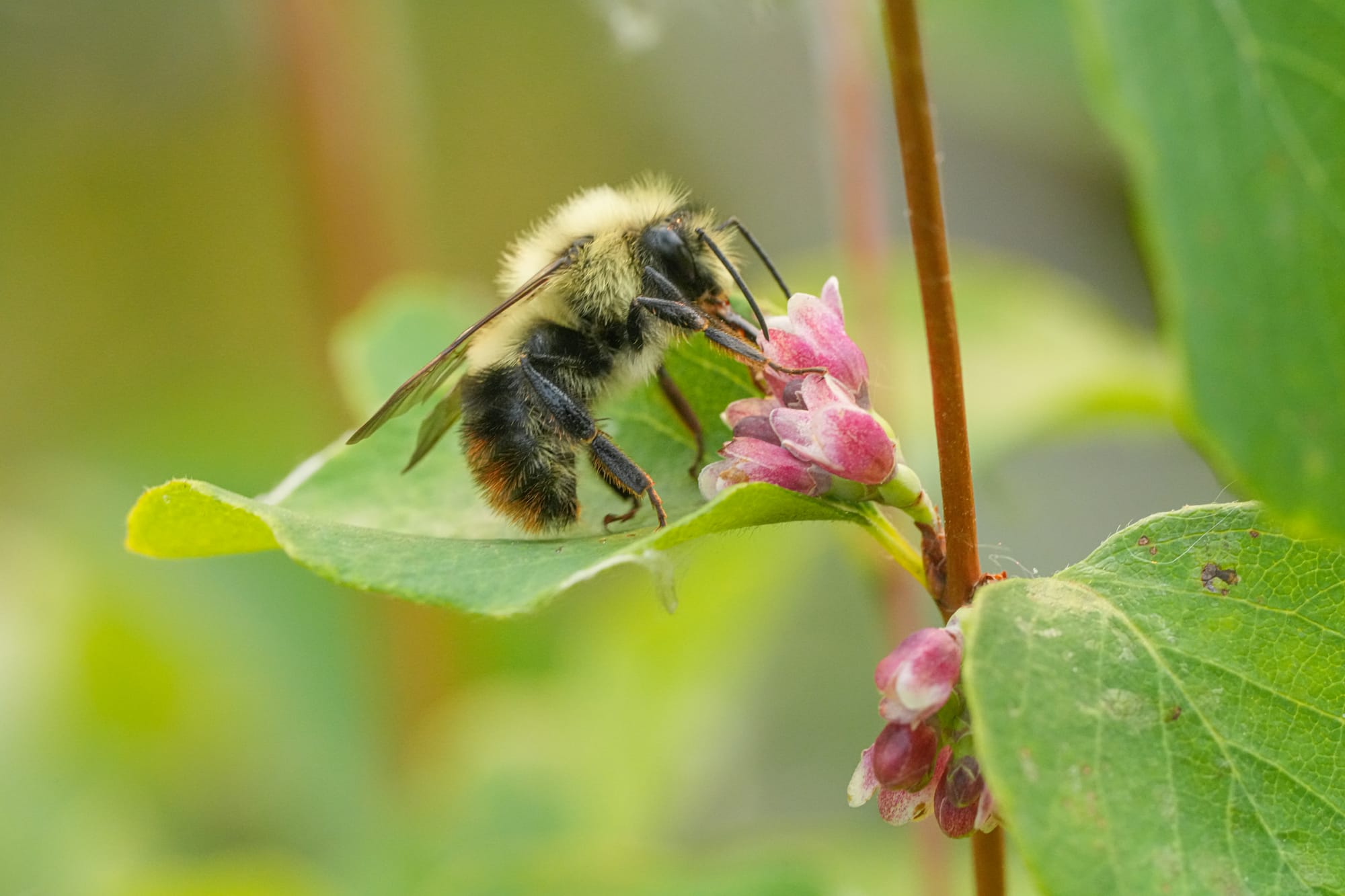 bumble bee on snowberry flowers