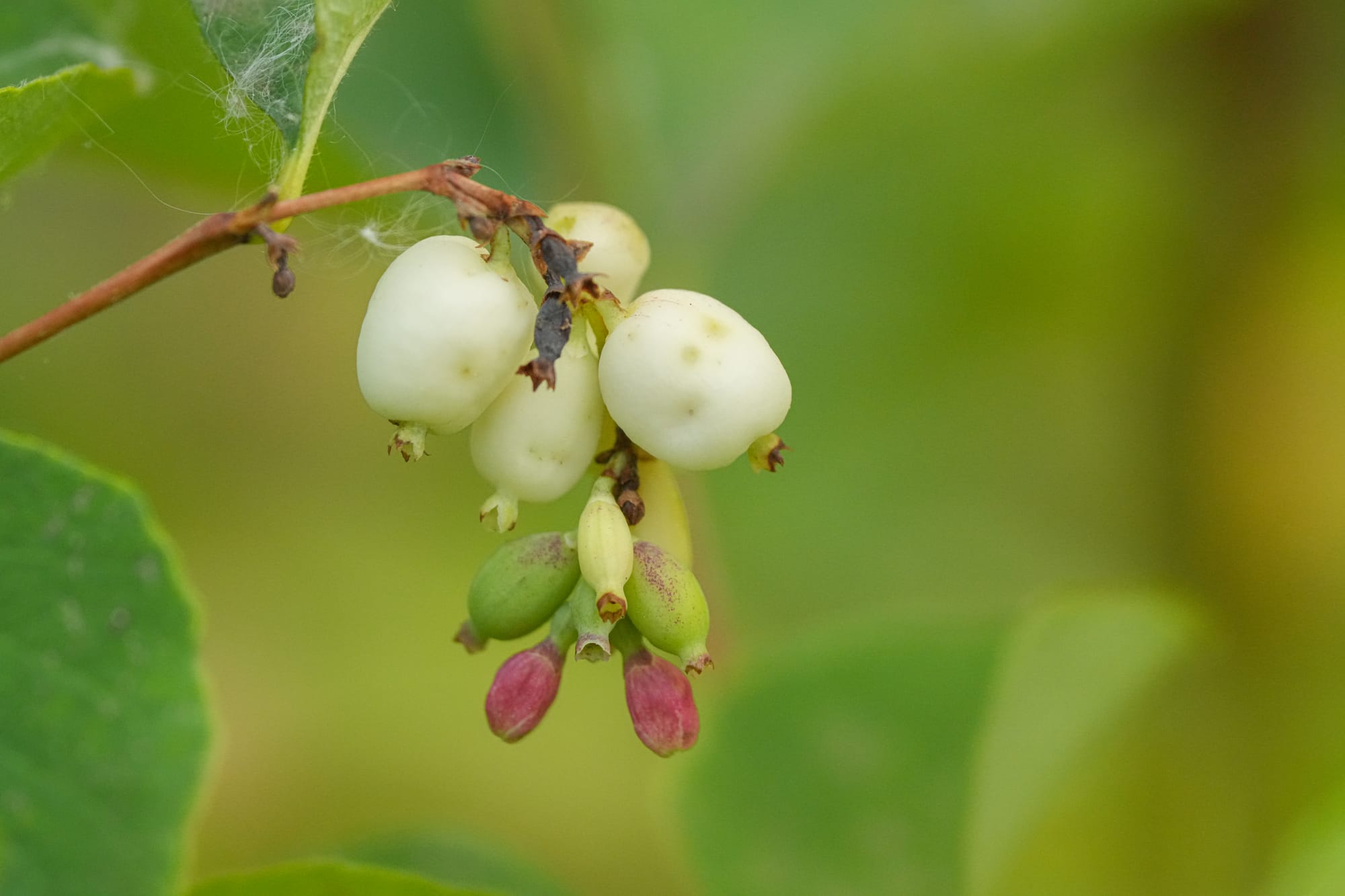 snowberry berries and flowers