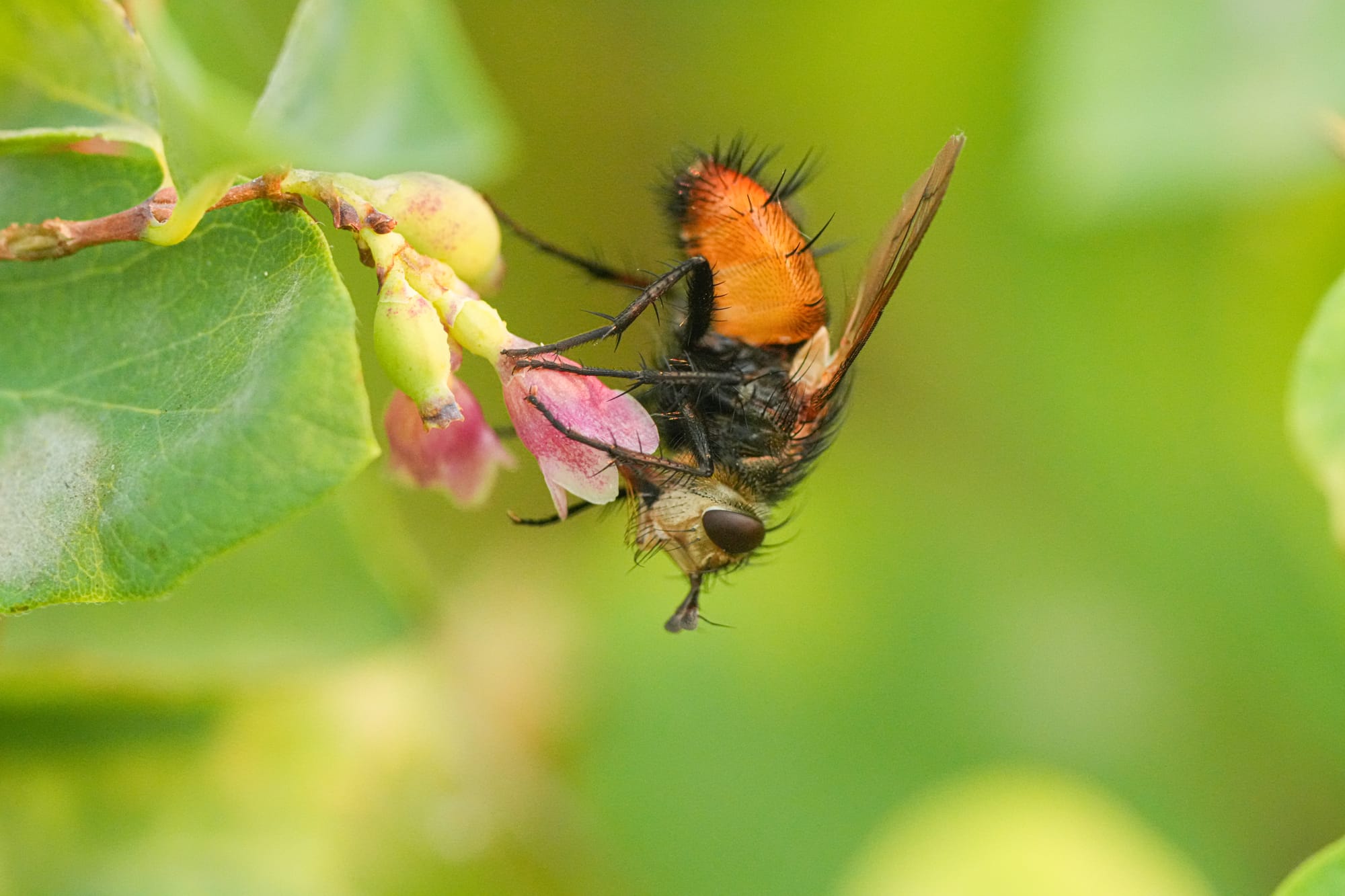 tachinid fly