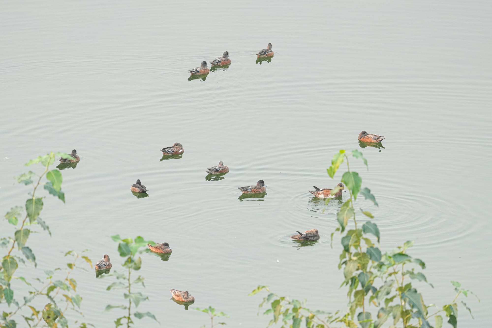 flock of American wigeon