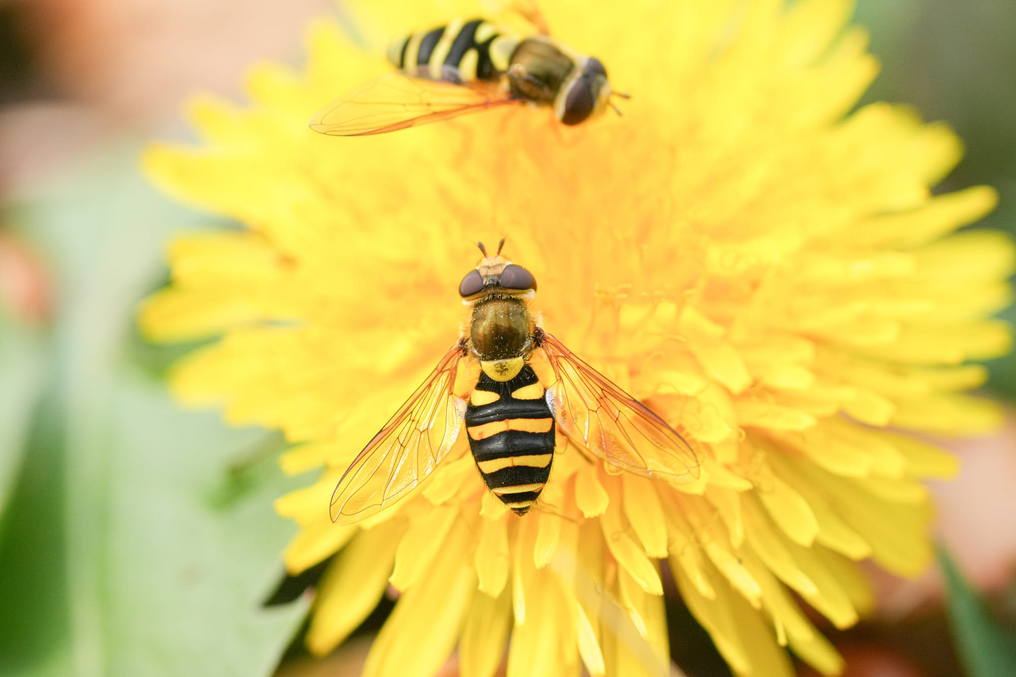 hover flies