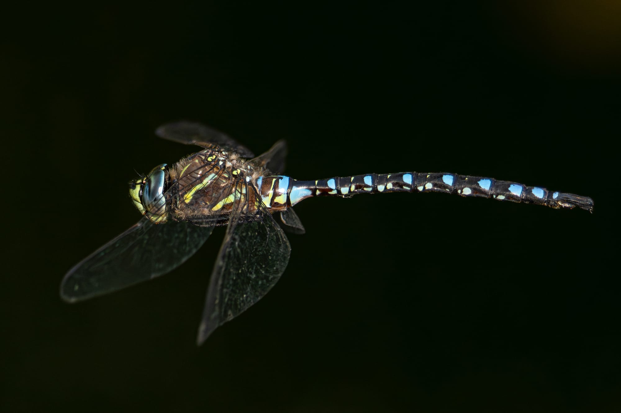 darner
