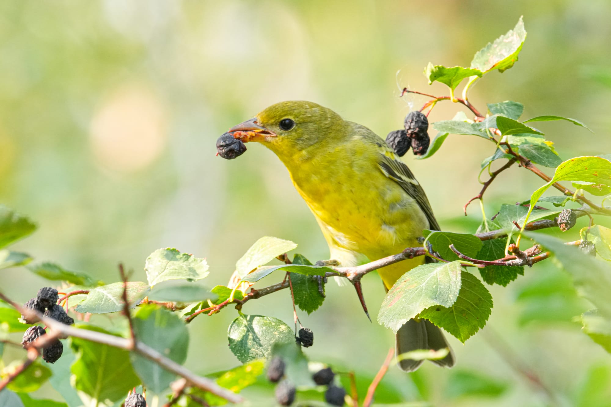 western tanager