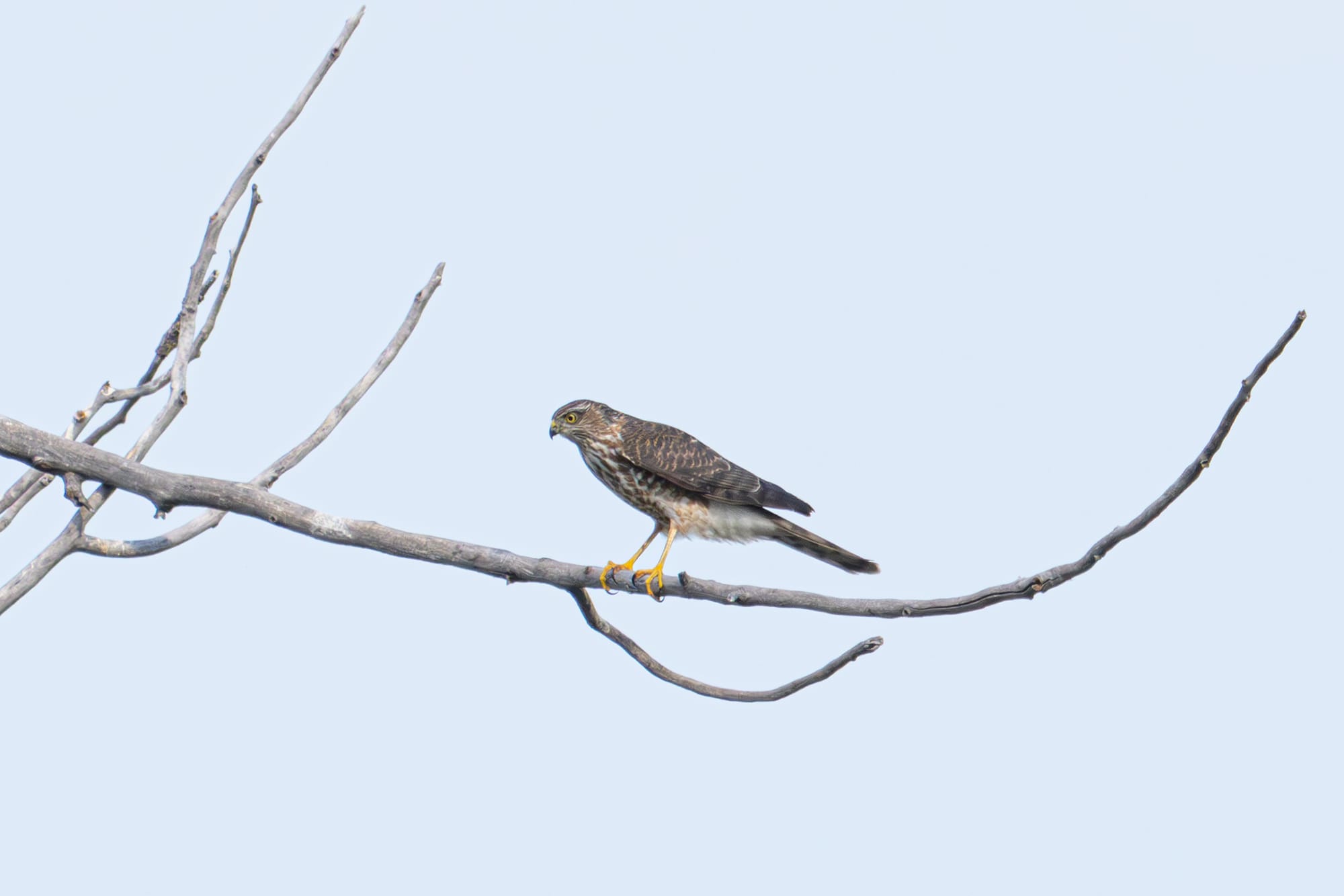accipiter