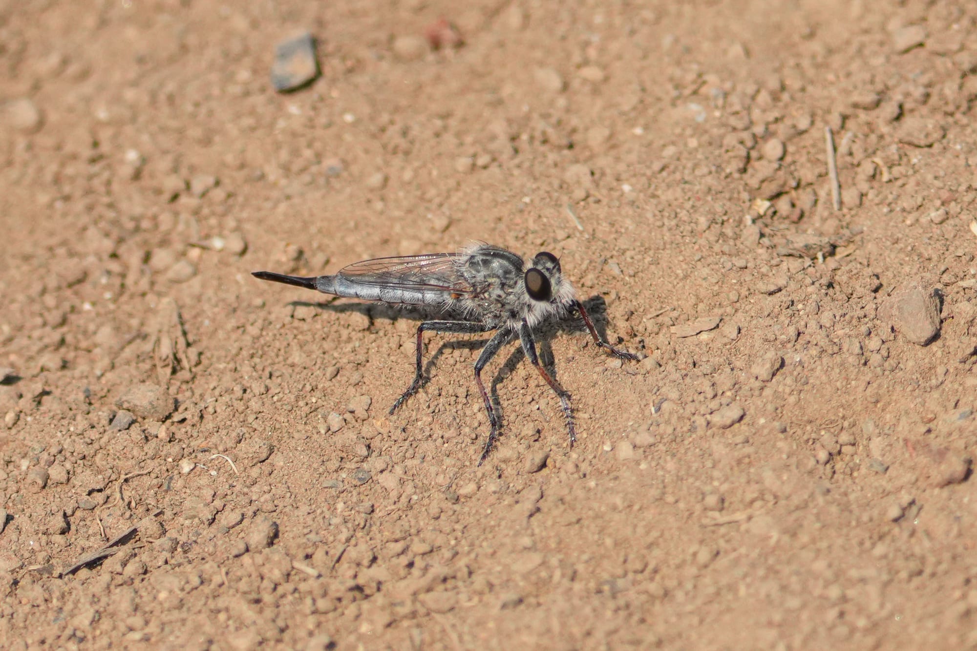 robber fly