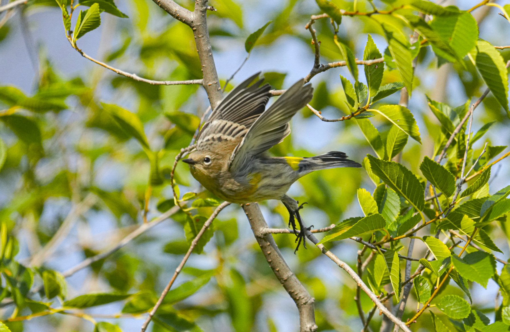 yellow-rumped warbler