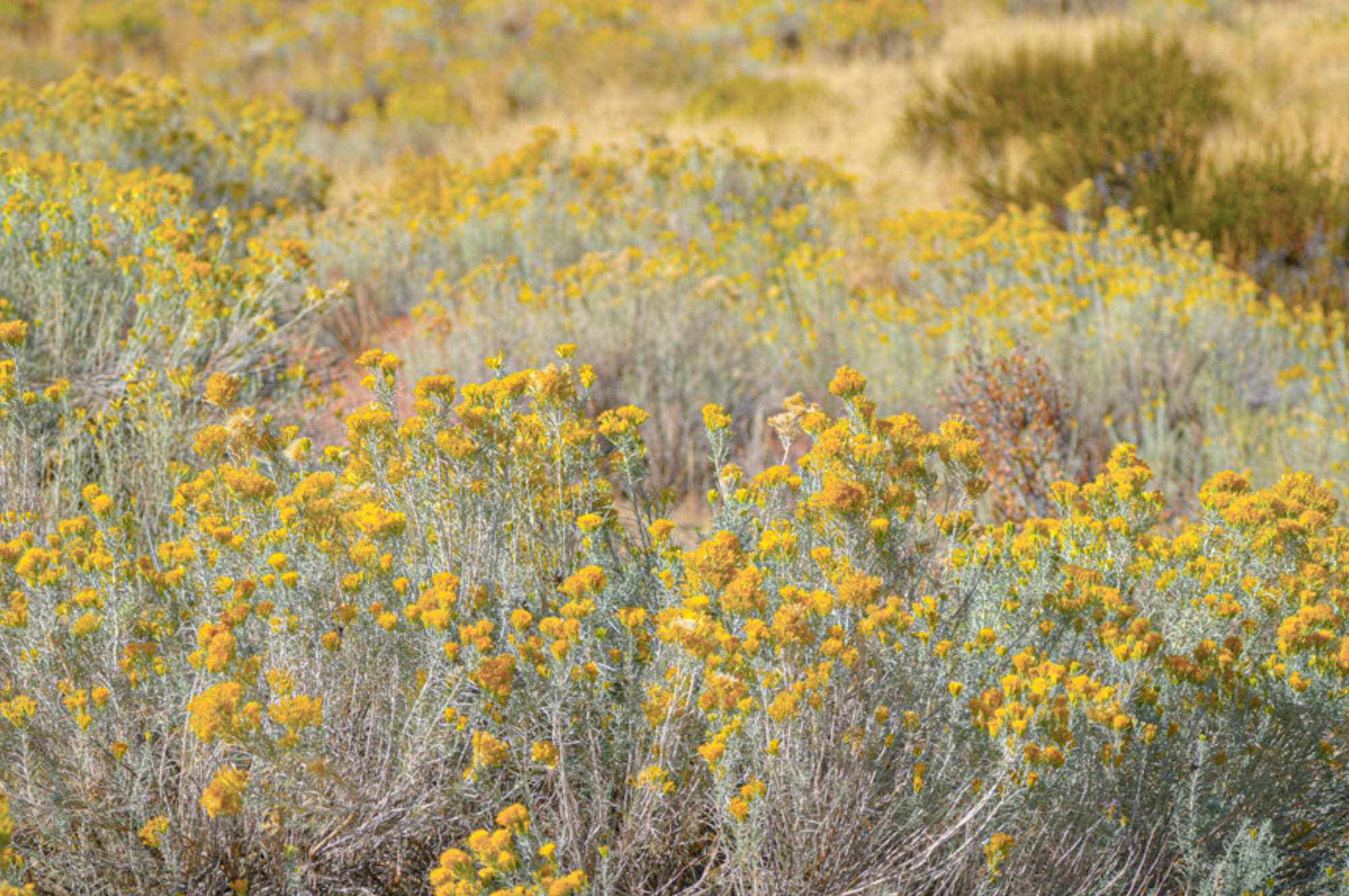 rabbitbrush