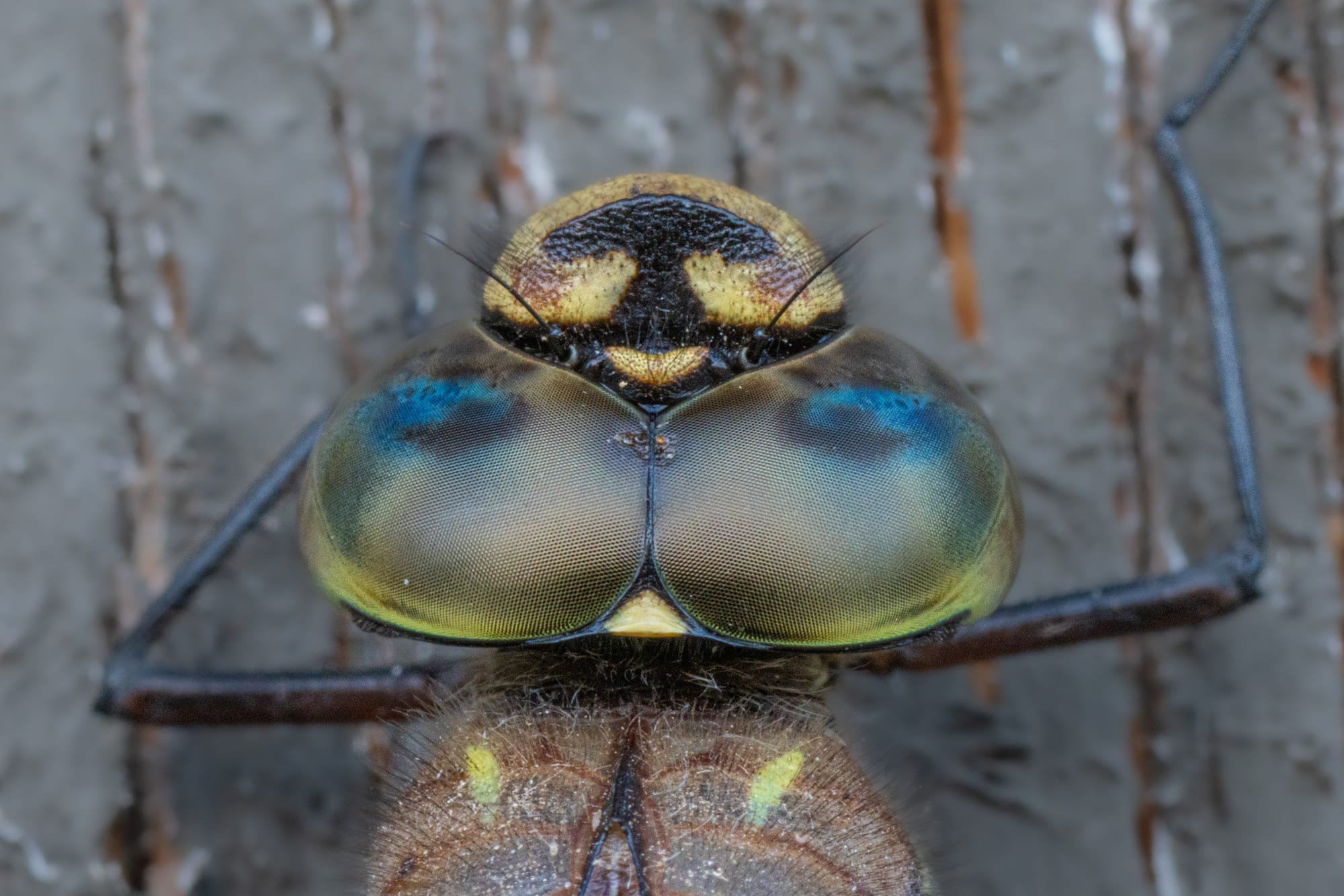 dragonfly head
