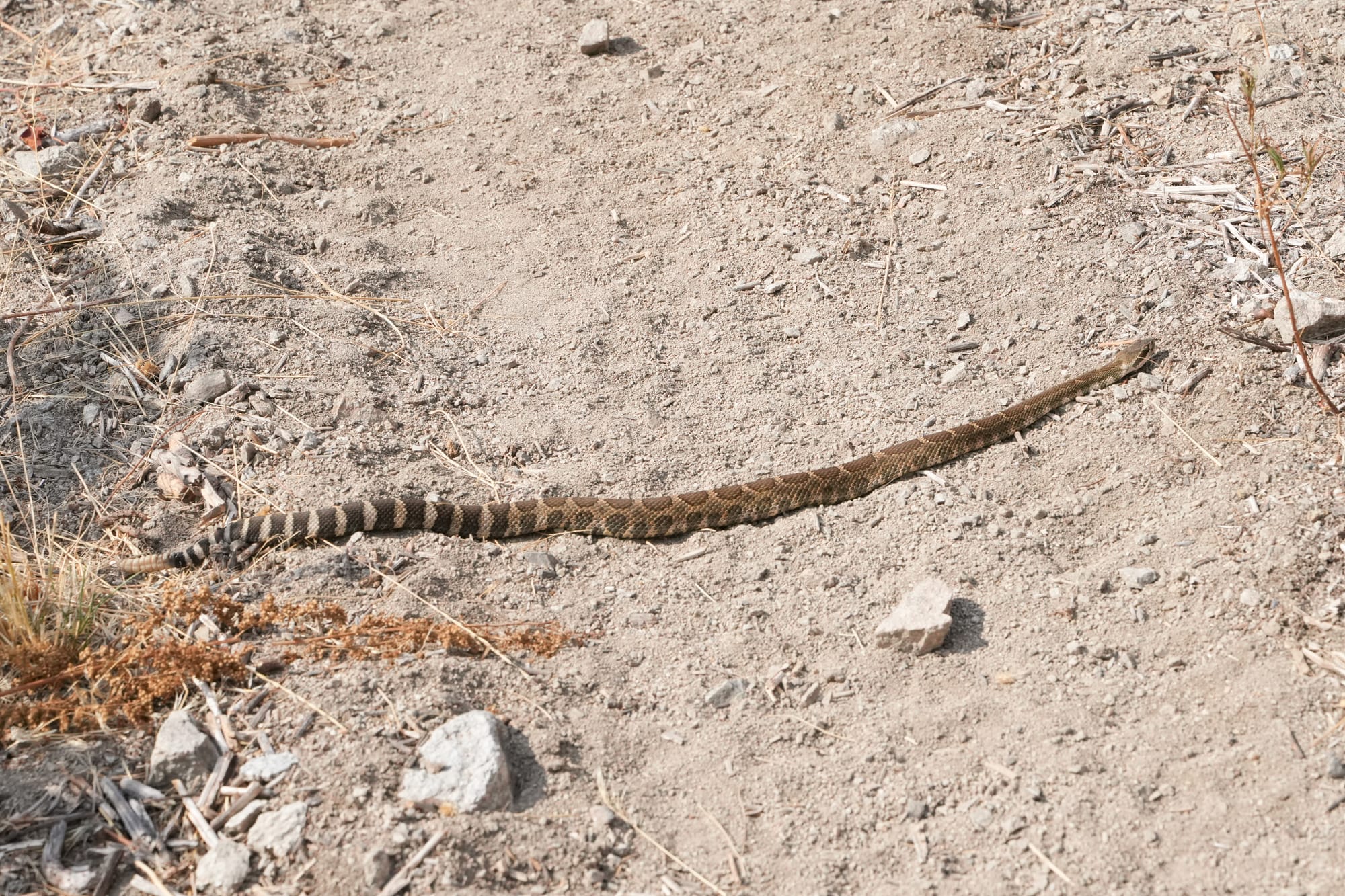 rattlesnake