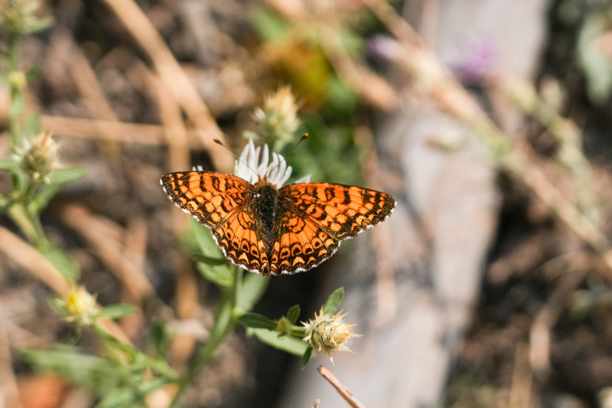 pale crescent butterfly