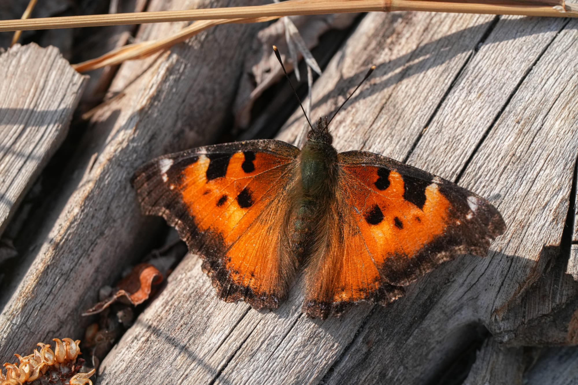 California tortoiseshell