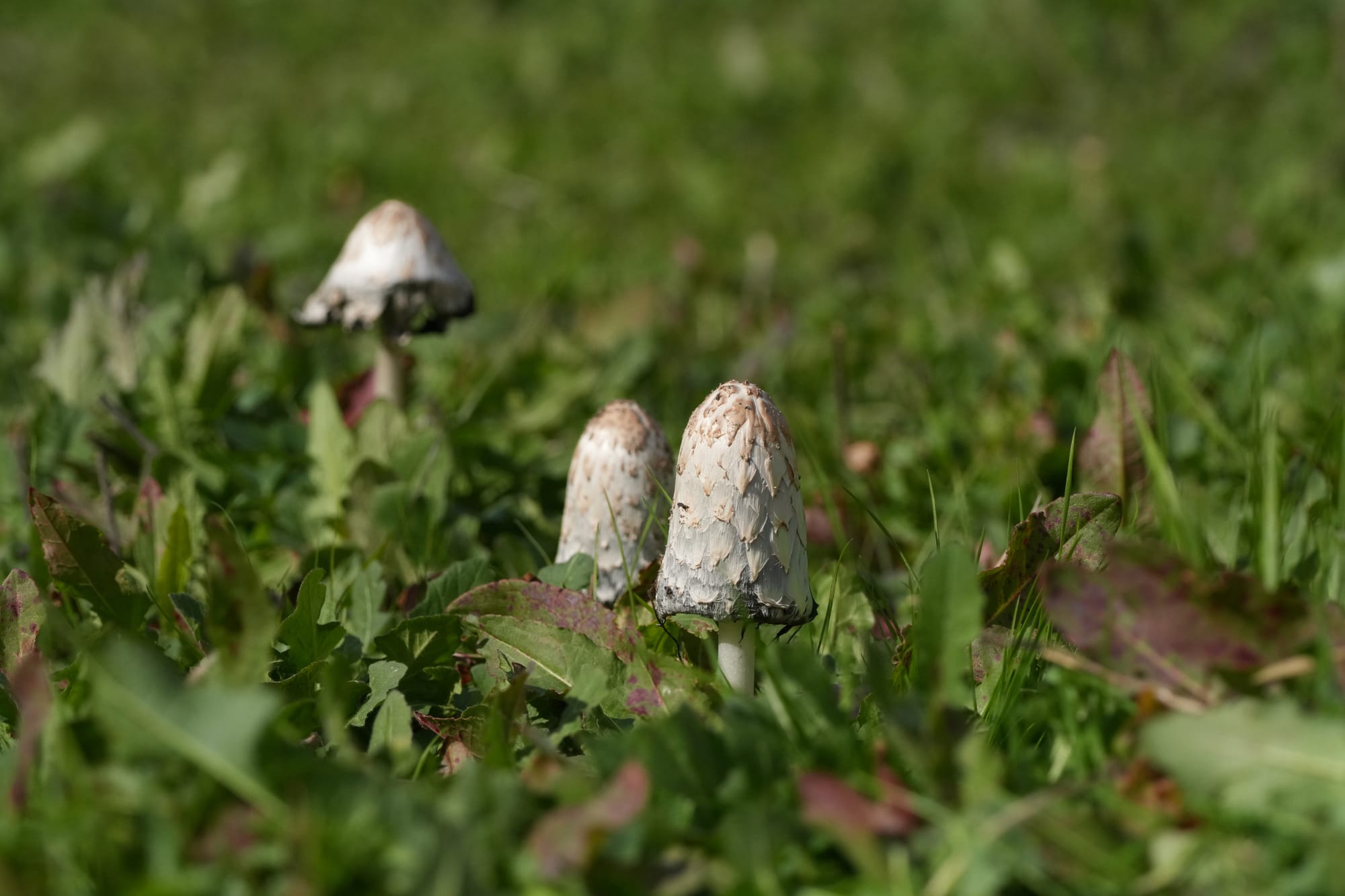 shaggy mane mushrooms