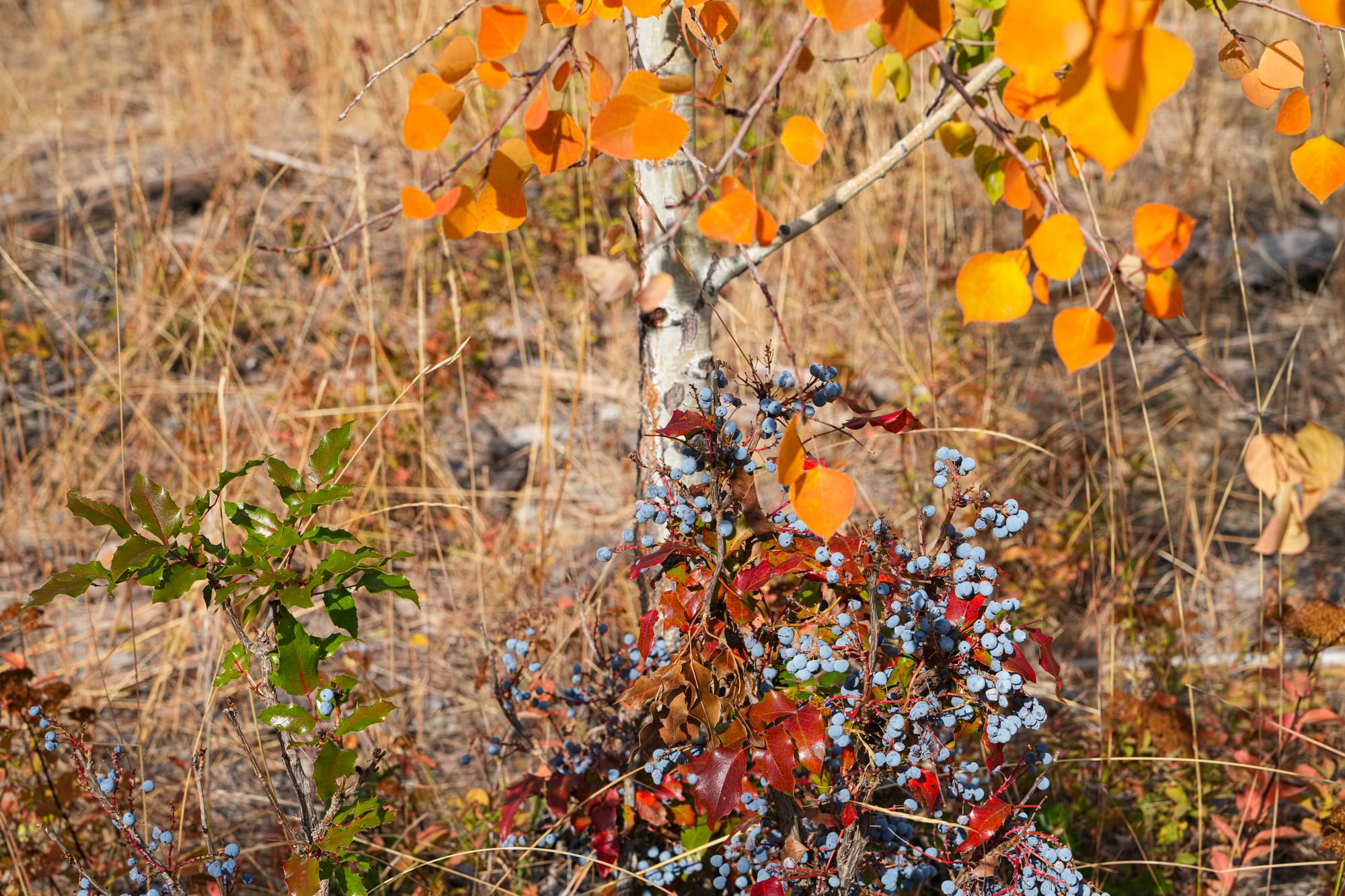 aspen and Oregon grape