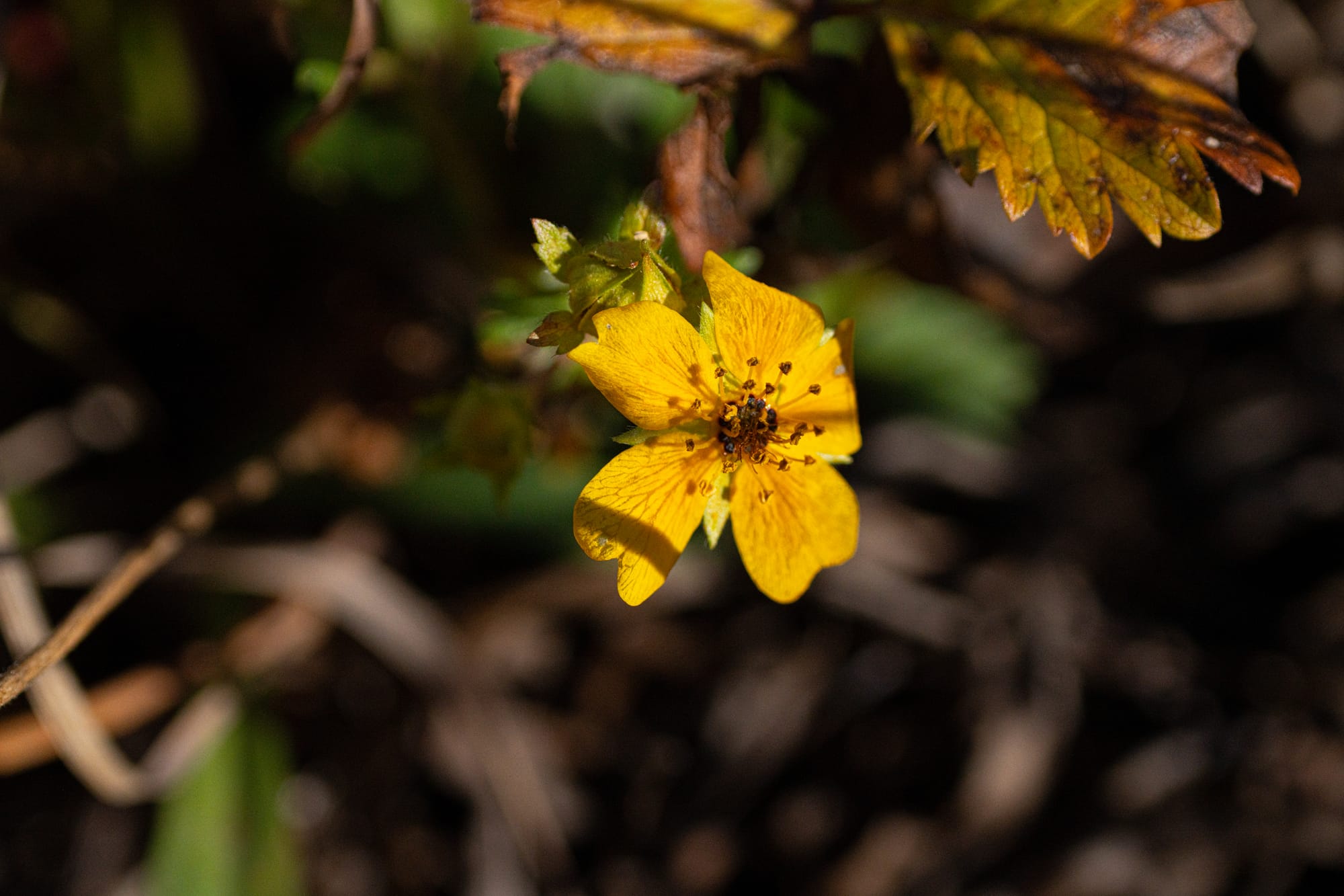 cinquefoil flower