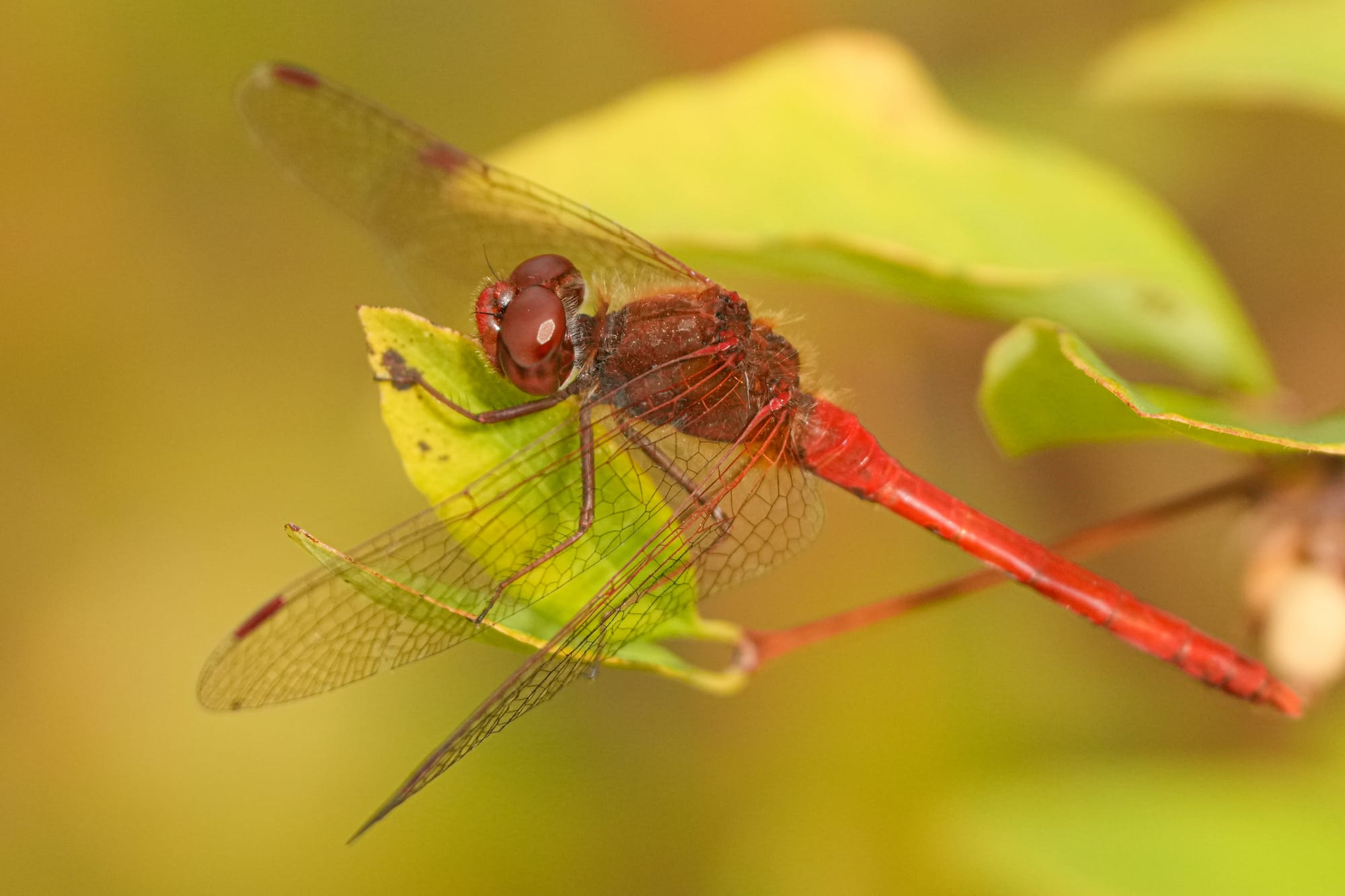 male autumn meadowhawk