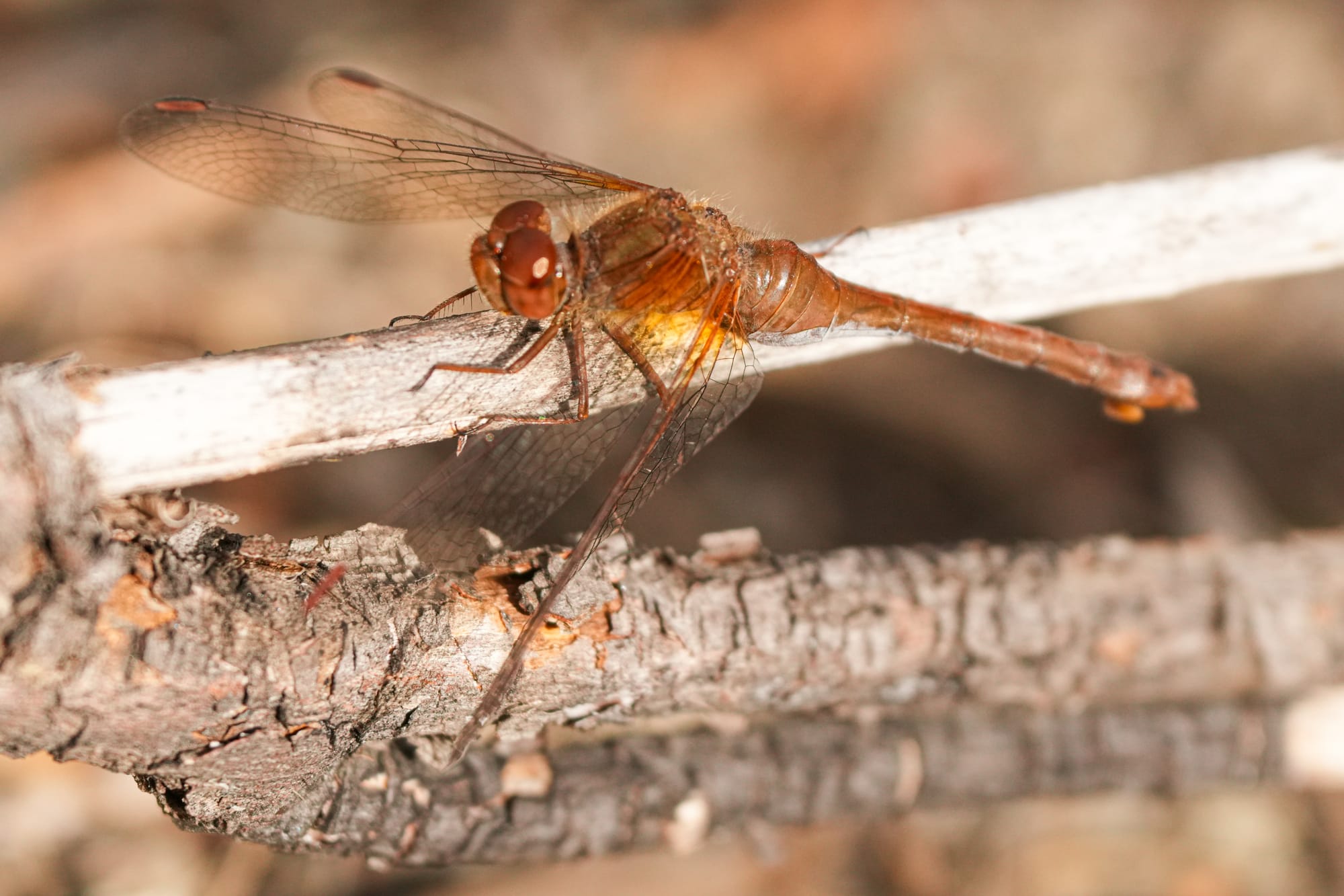 female autumn meadowhawk