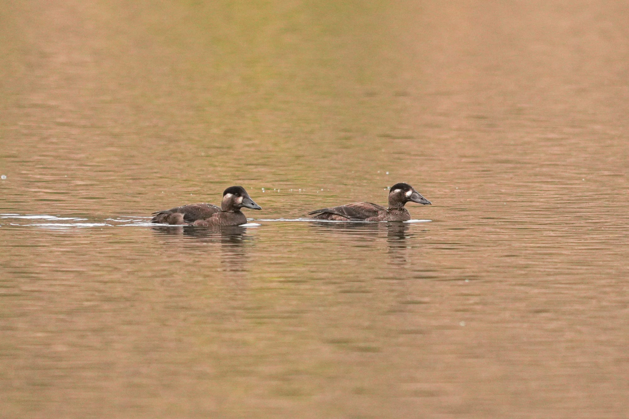 female surf scoter