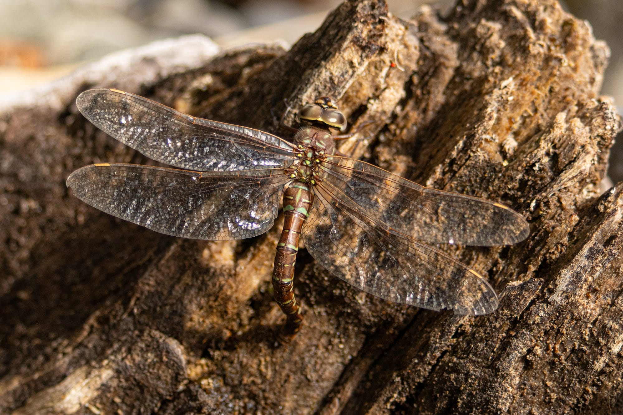 darner laying eggs