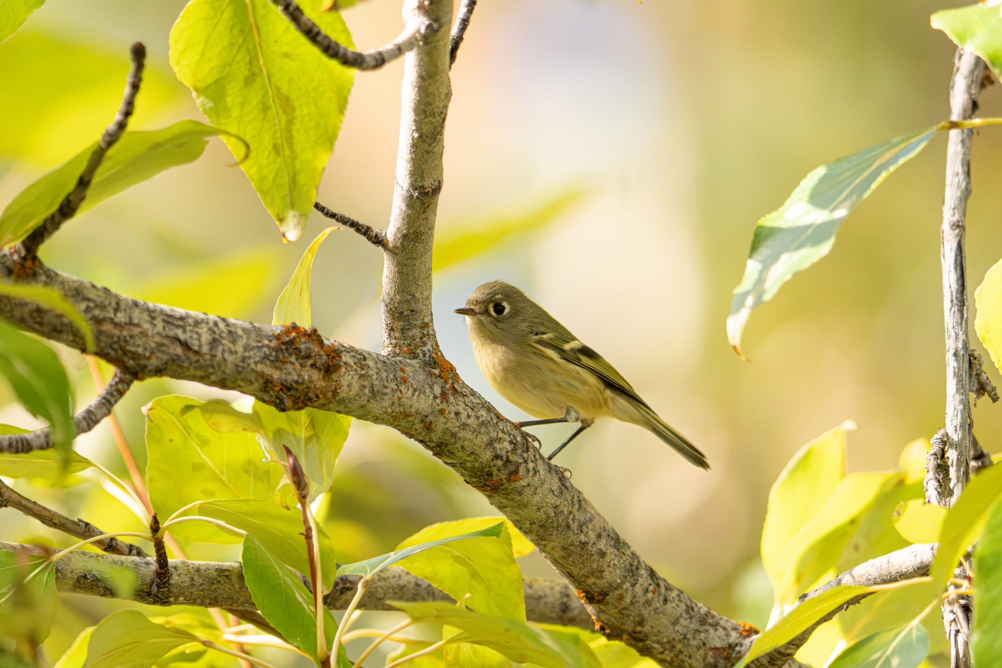 ruby-crowned kinglet