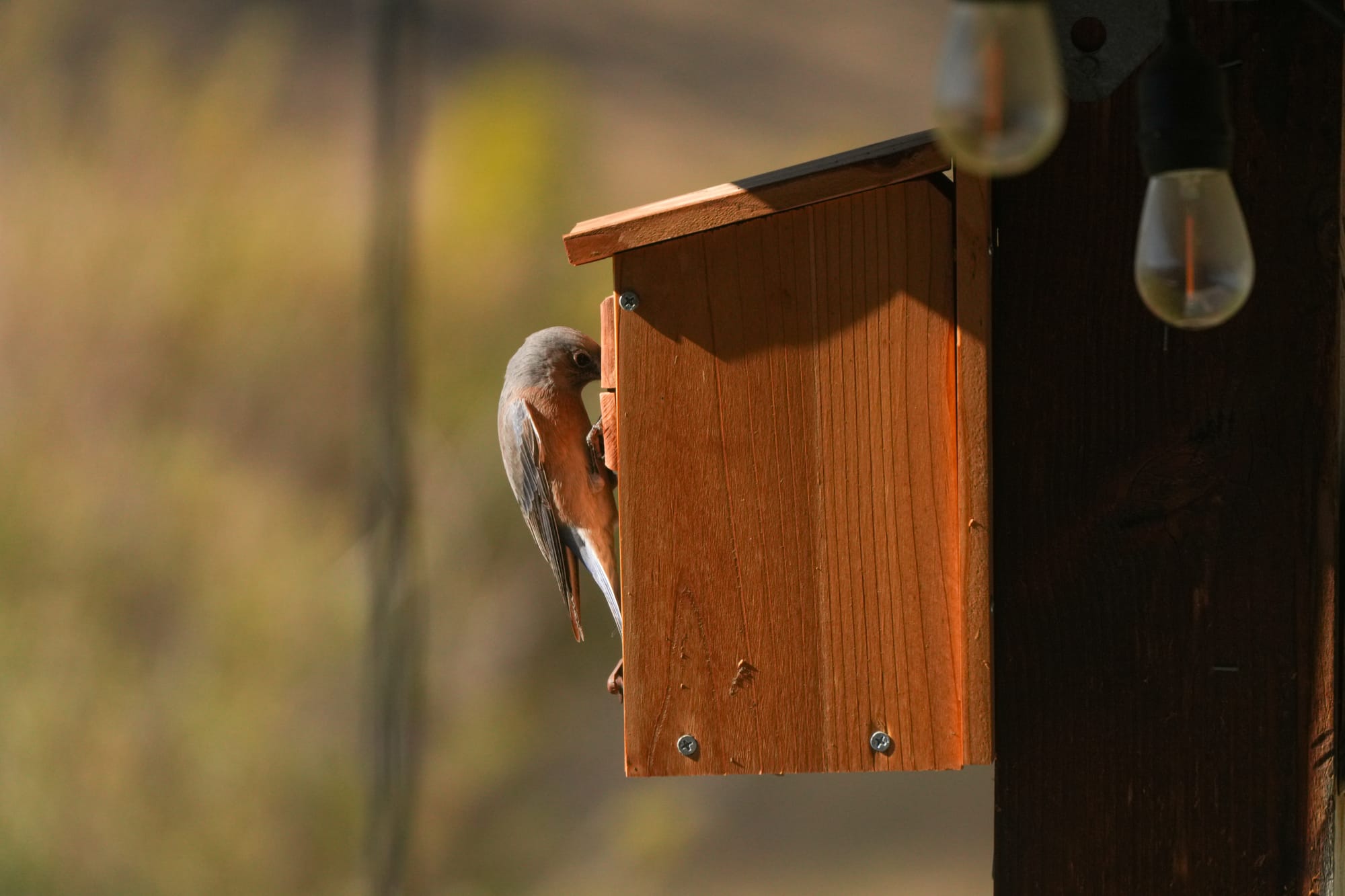 female western bluebird