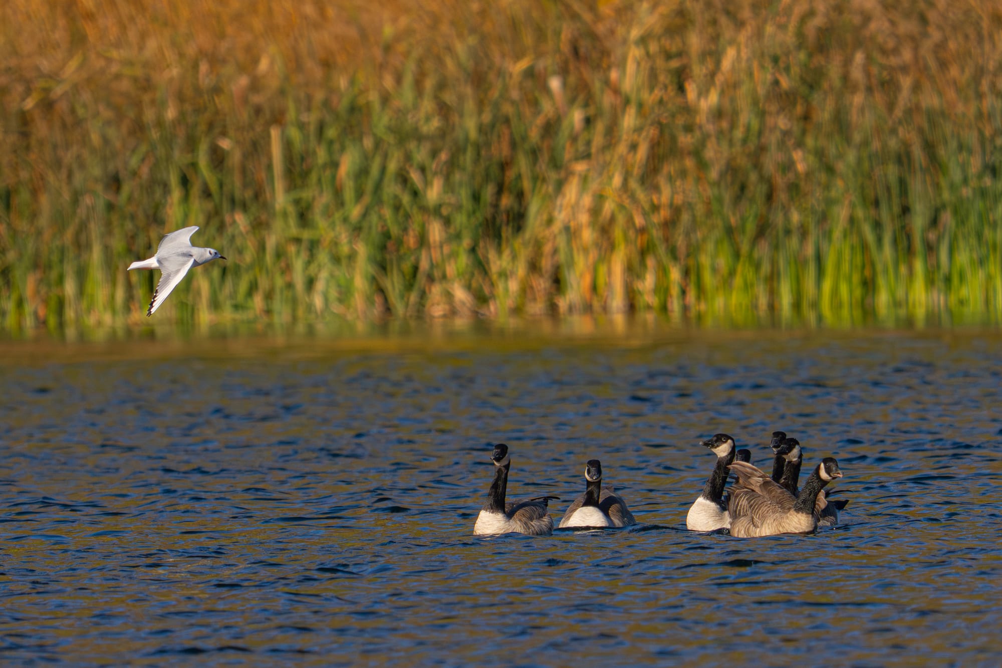 Bonaparte's gull