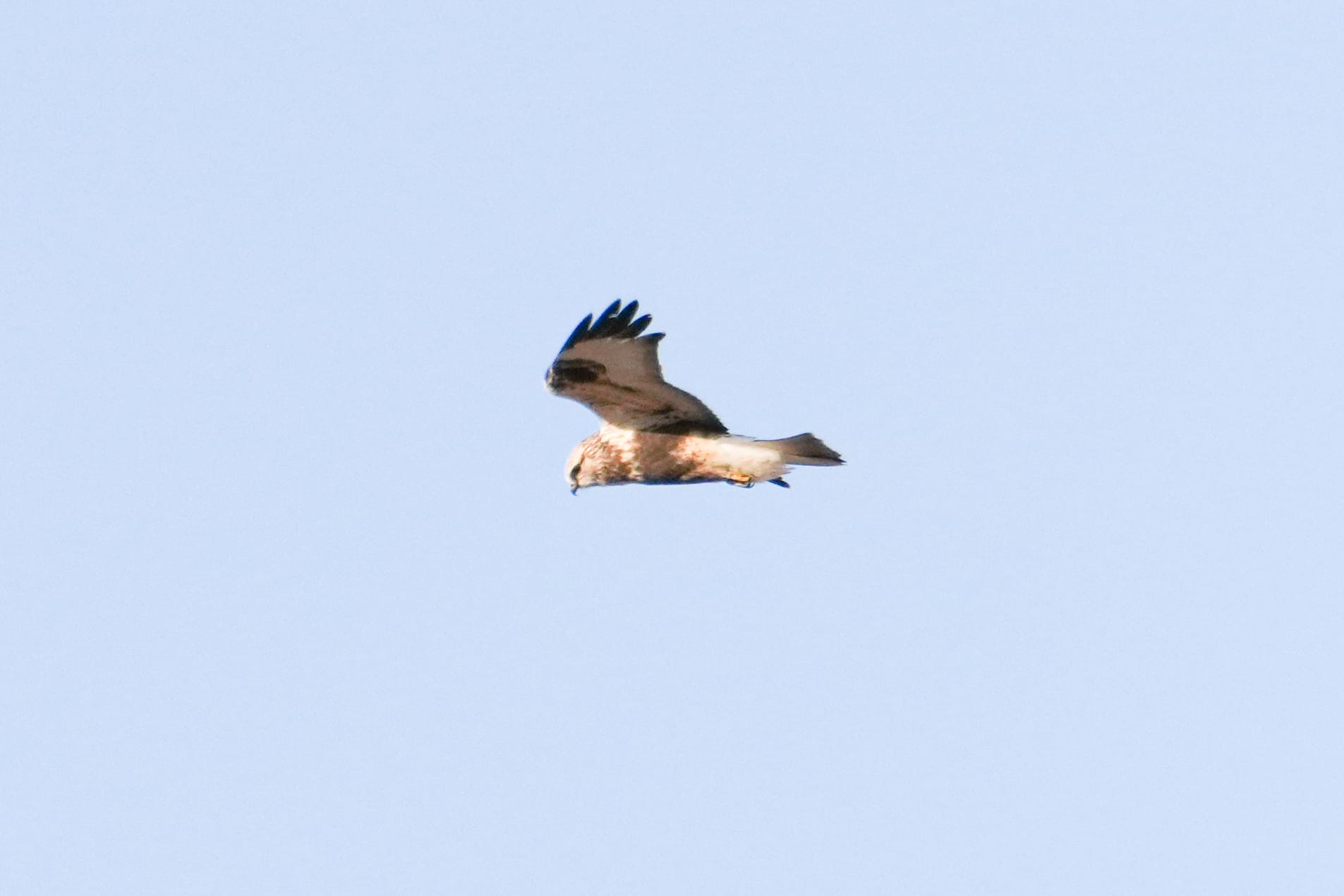 rough-legged hawk
