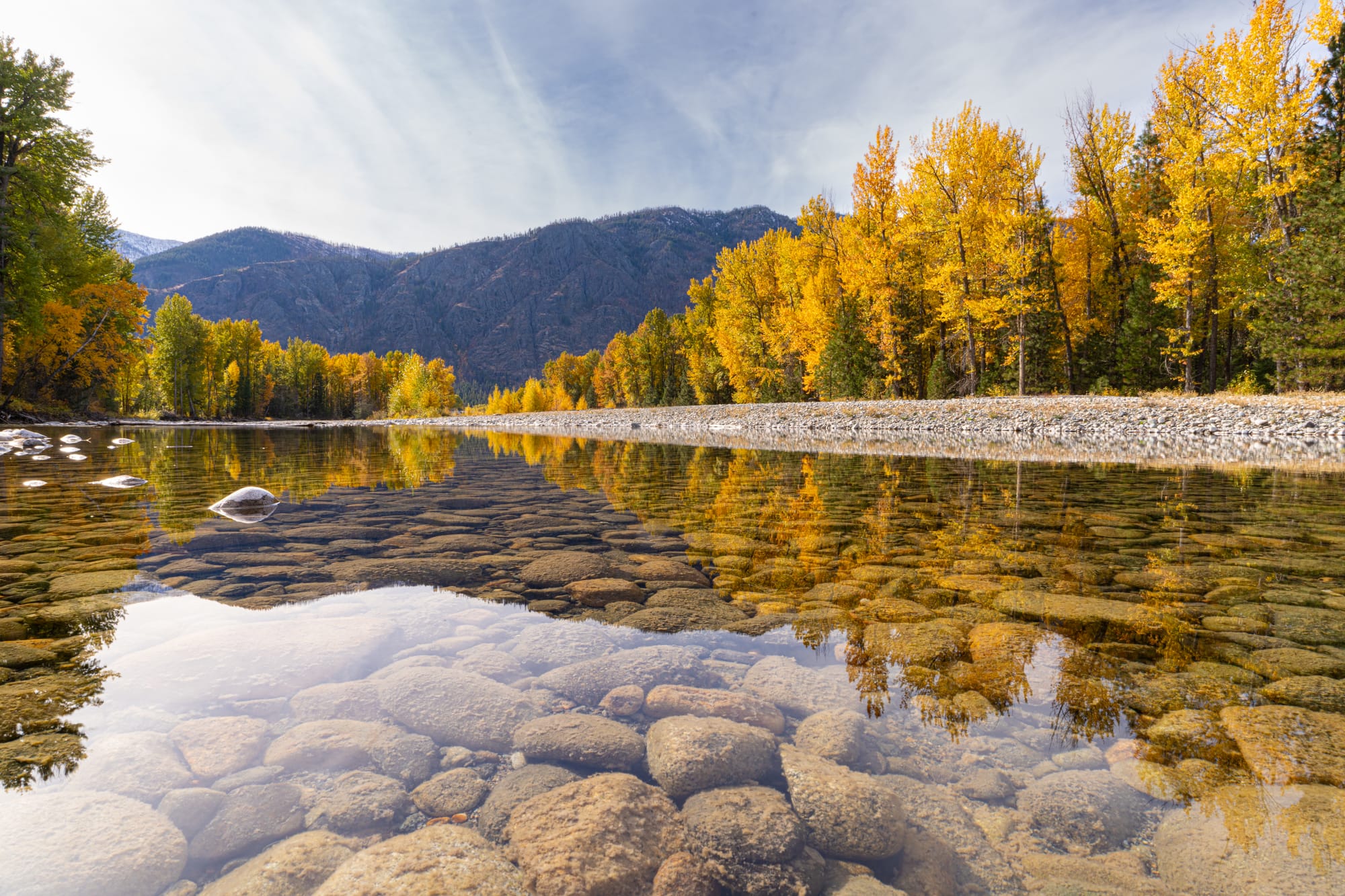 cottonwoods along river