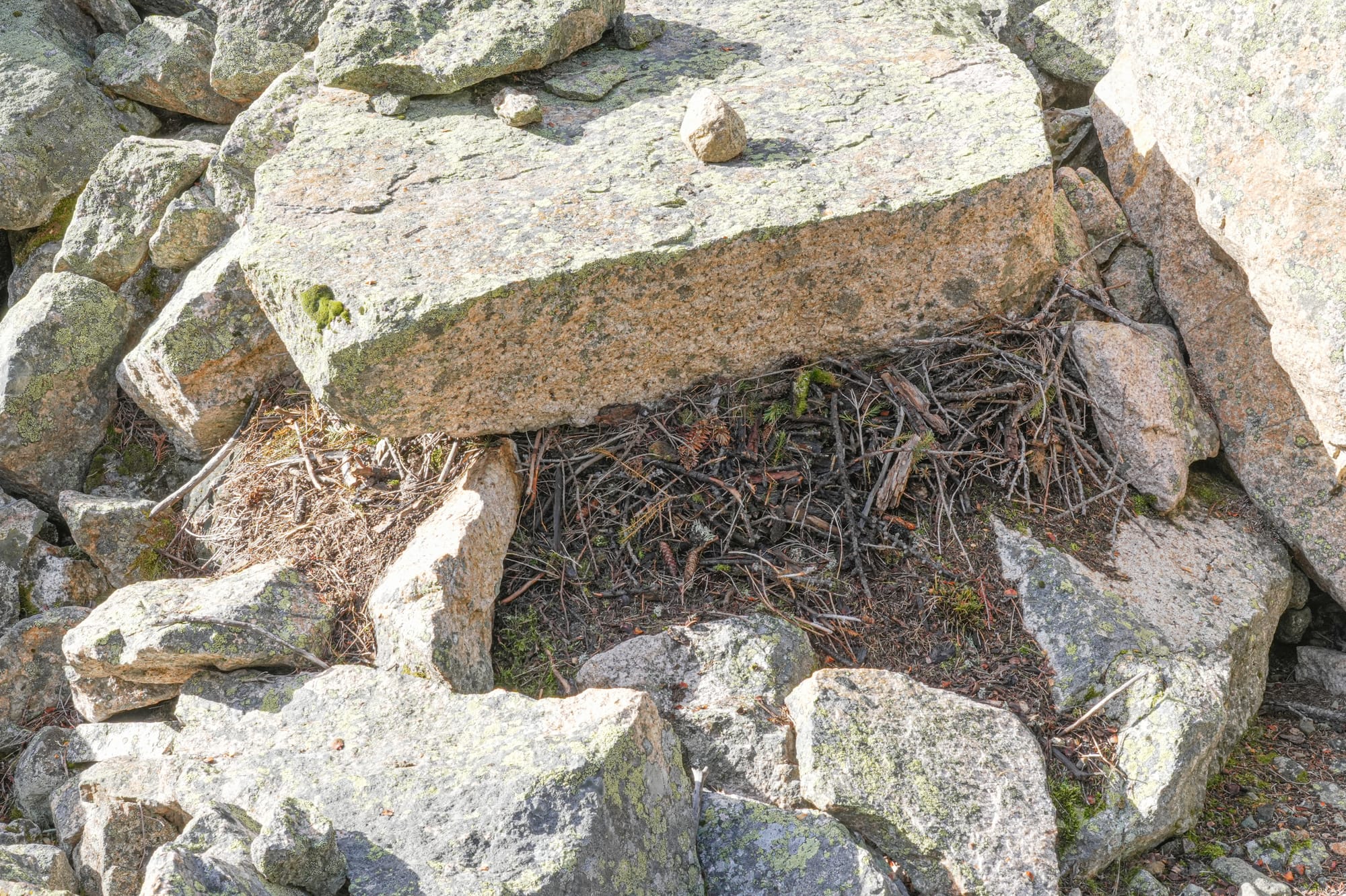 pika nest