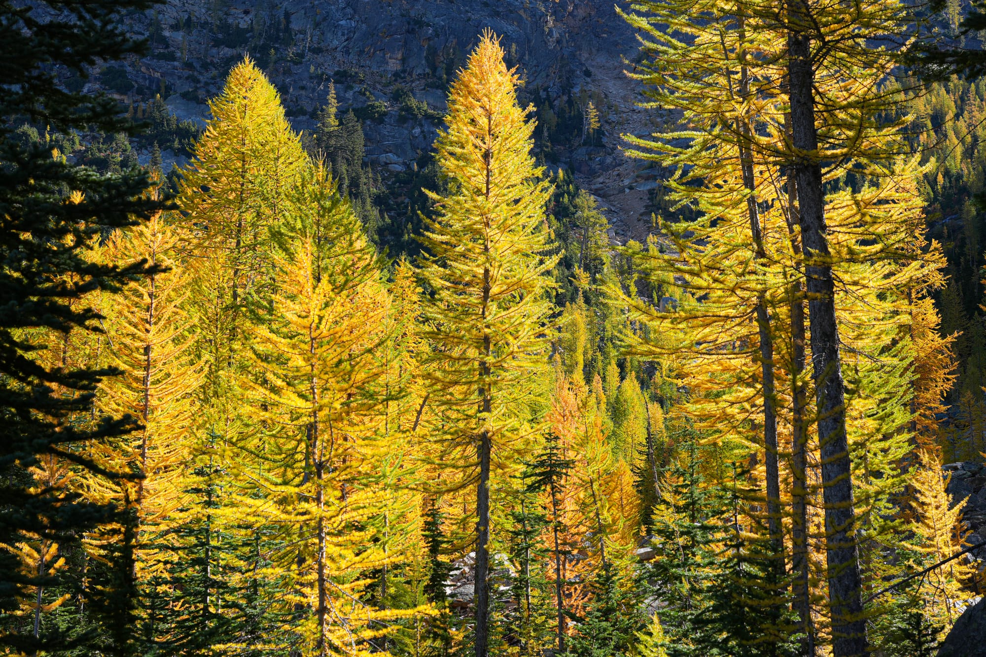 larches turning color
