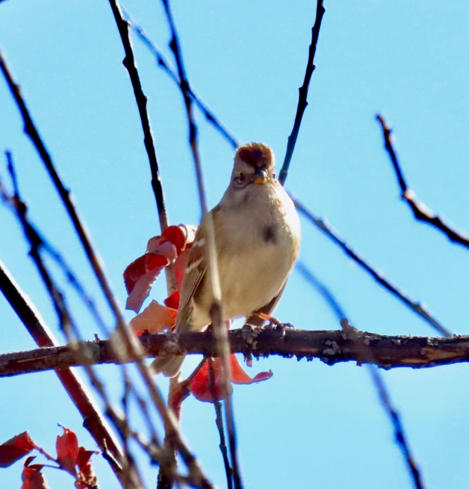 American tree sparrow