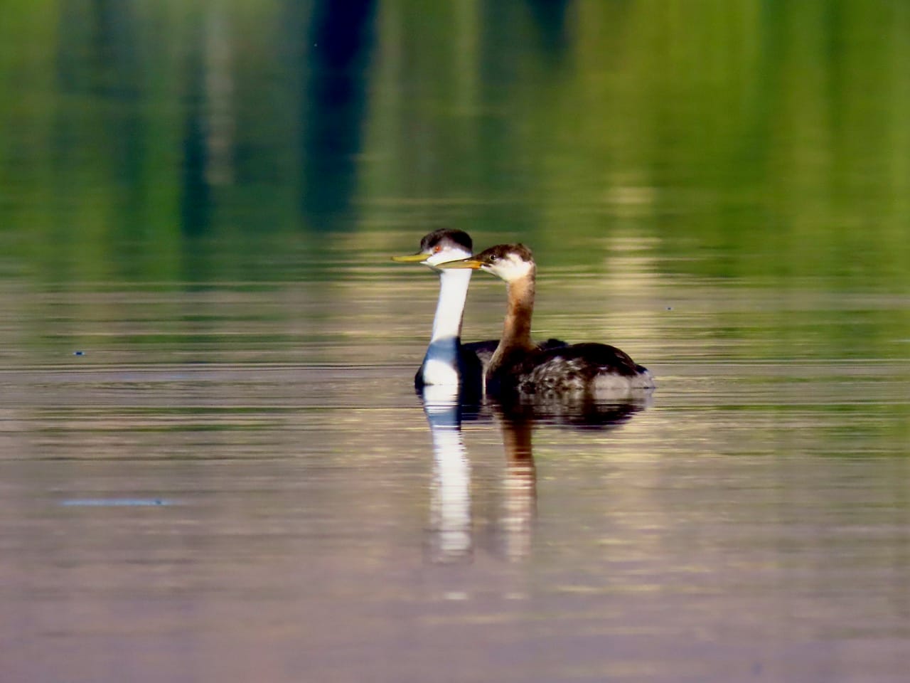 western and red-necked grebe