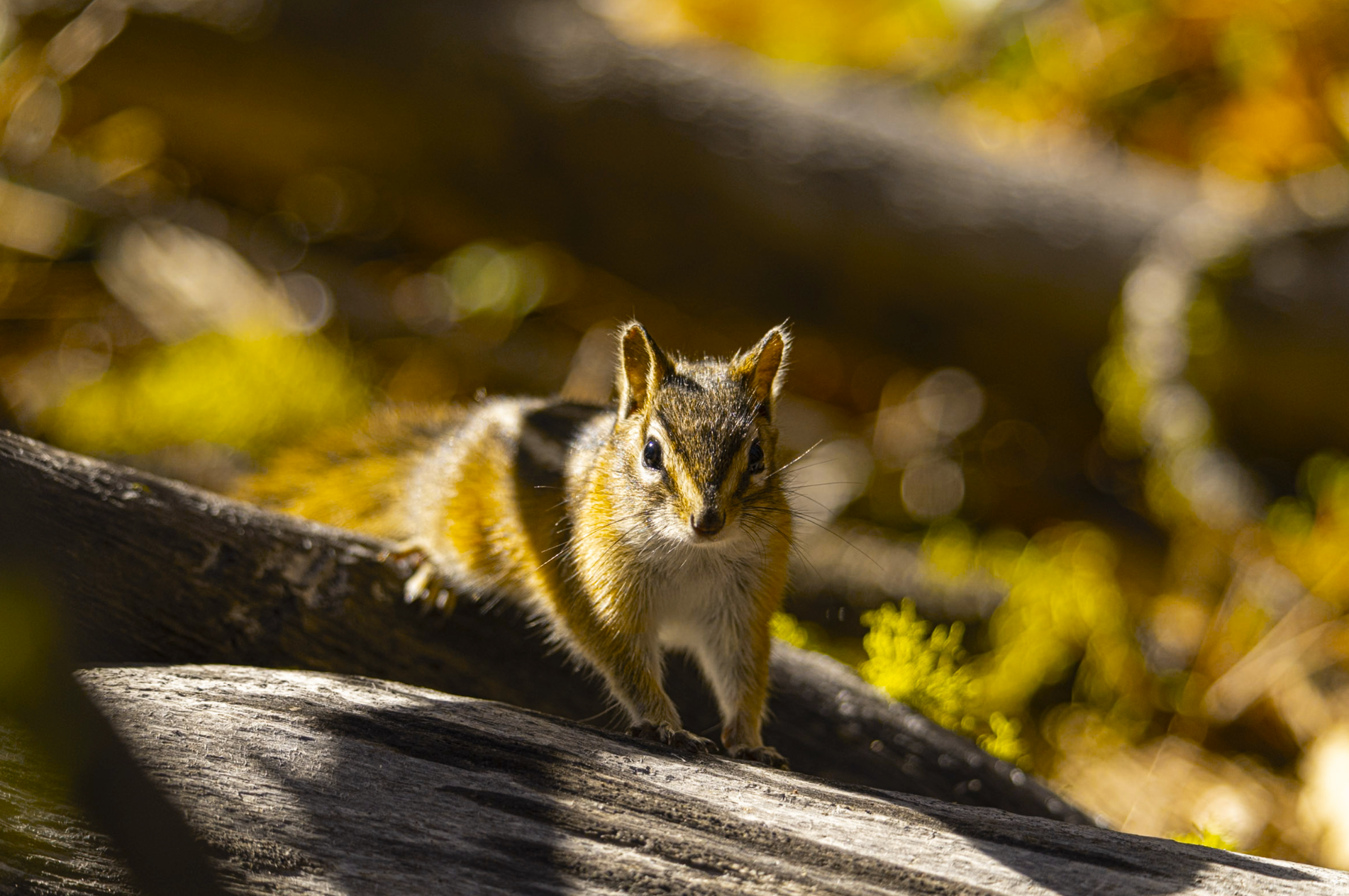 yellow-pine chipmunk