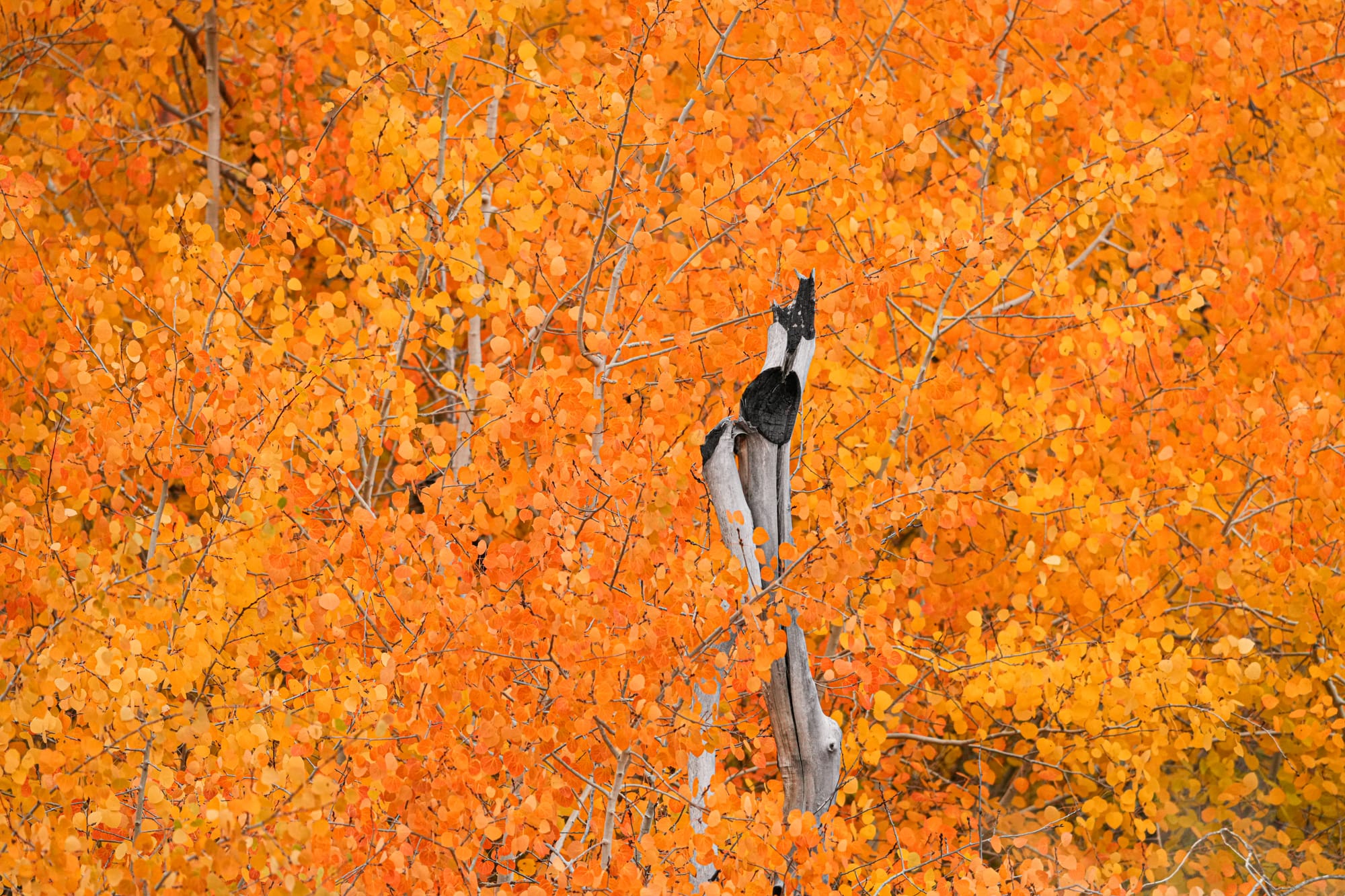 aspen colors