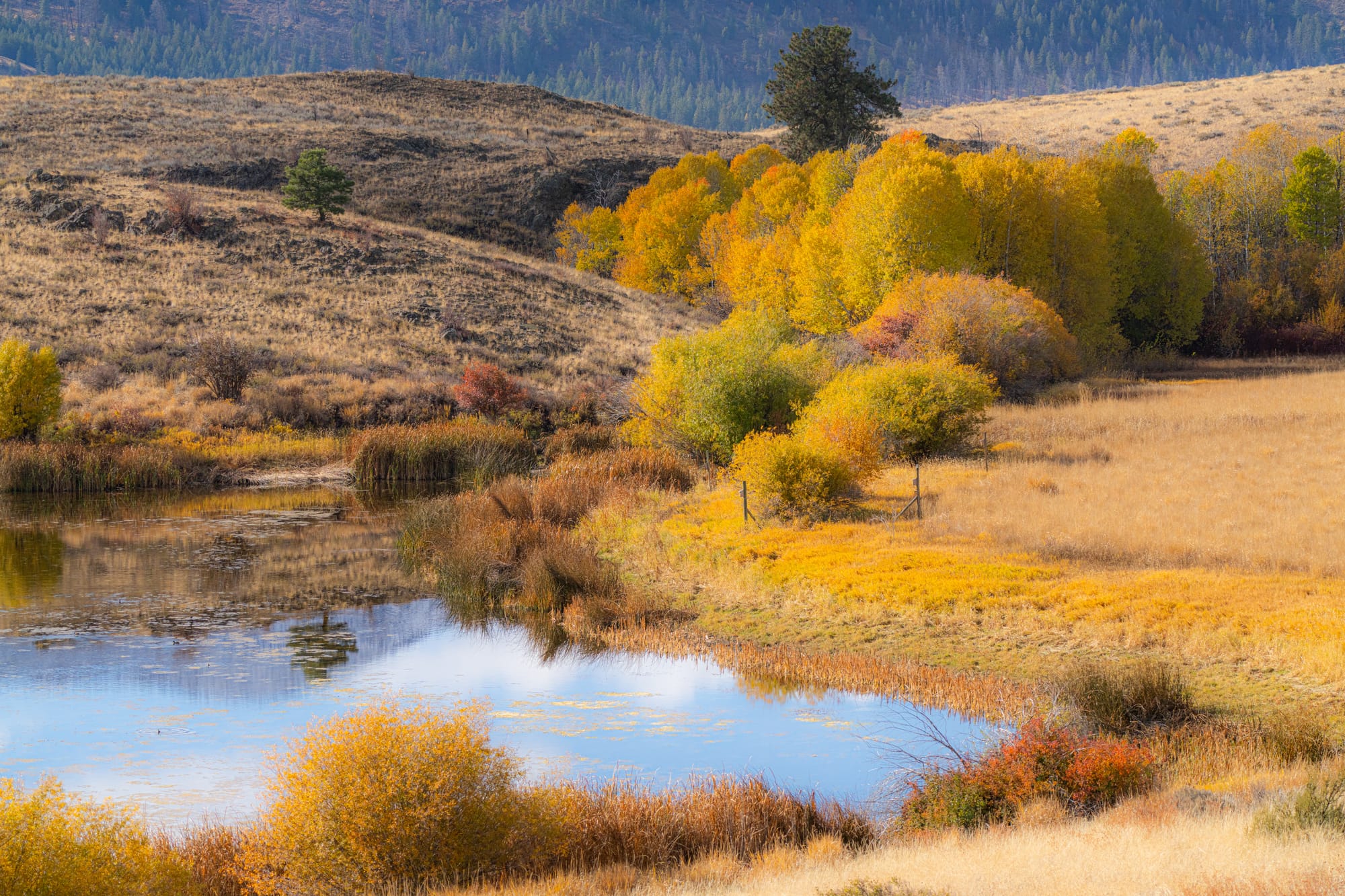 fall colors