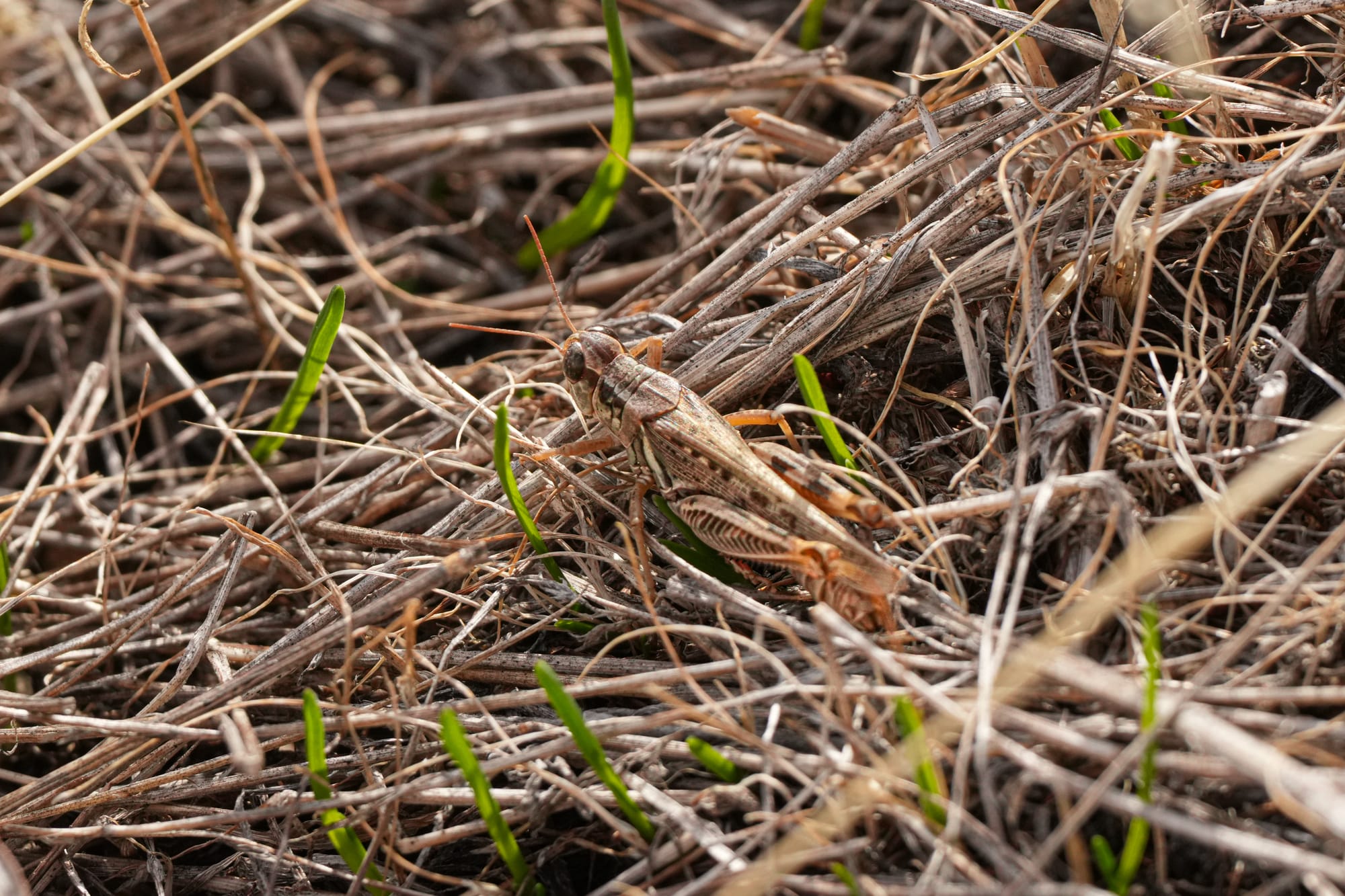 grasshoppper