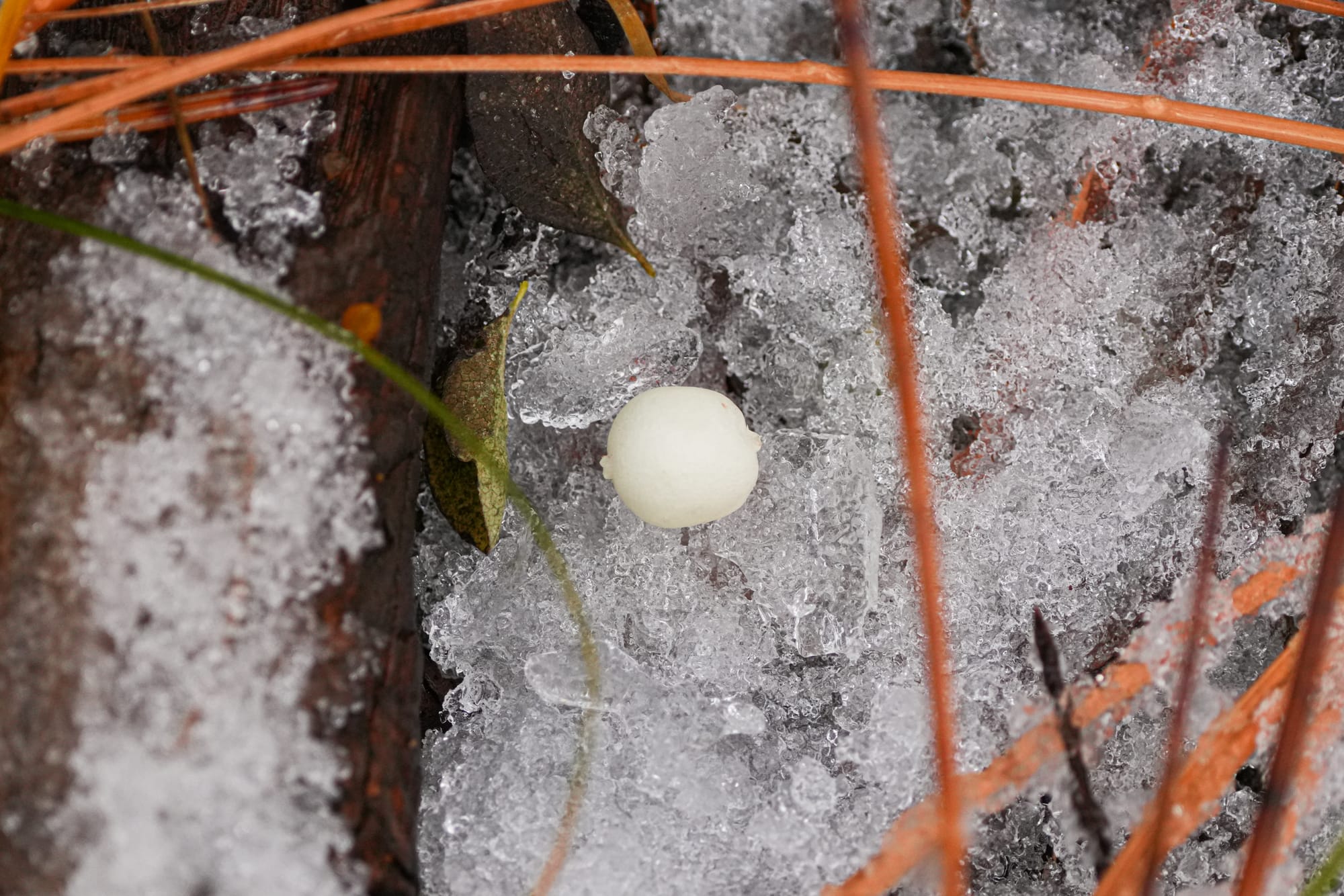 snowberry