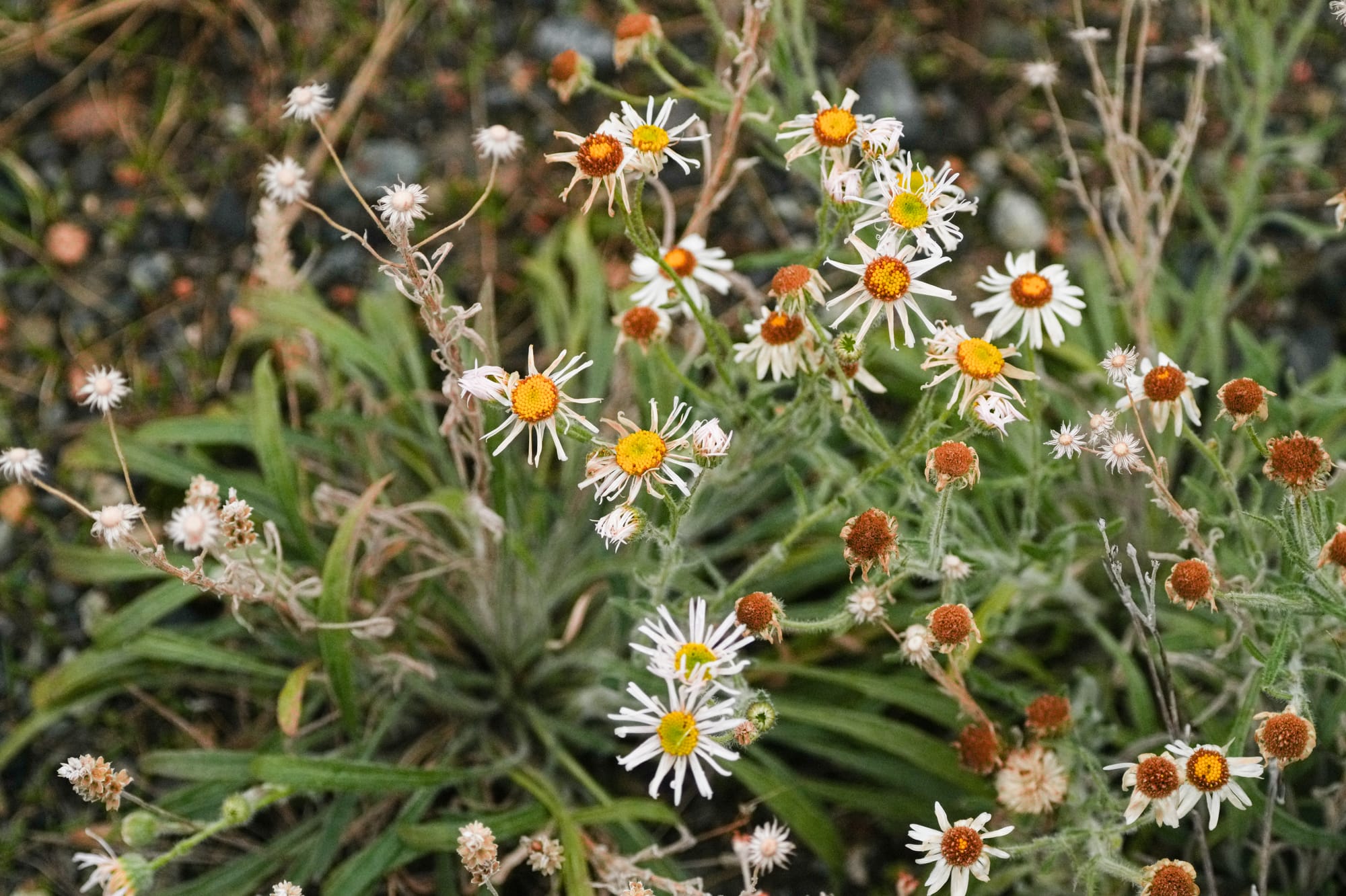 fleabane