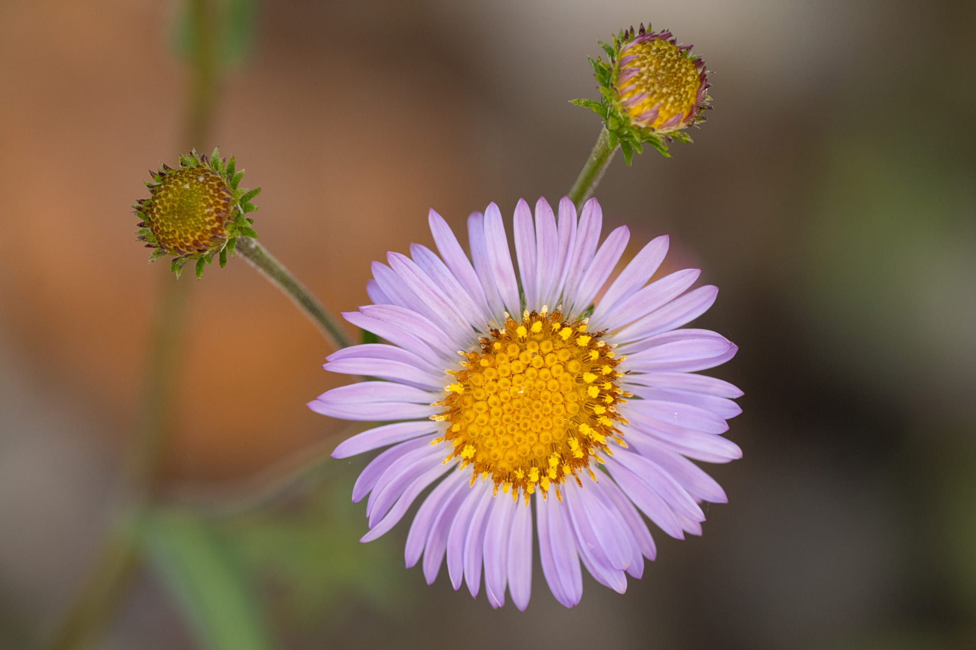 fleabane