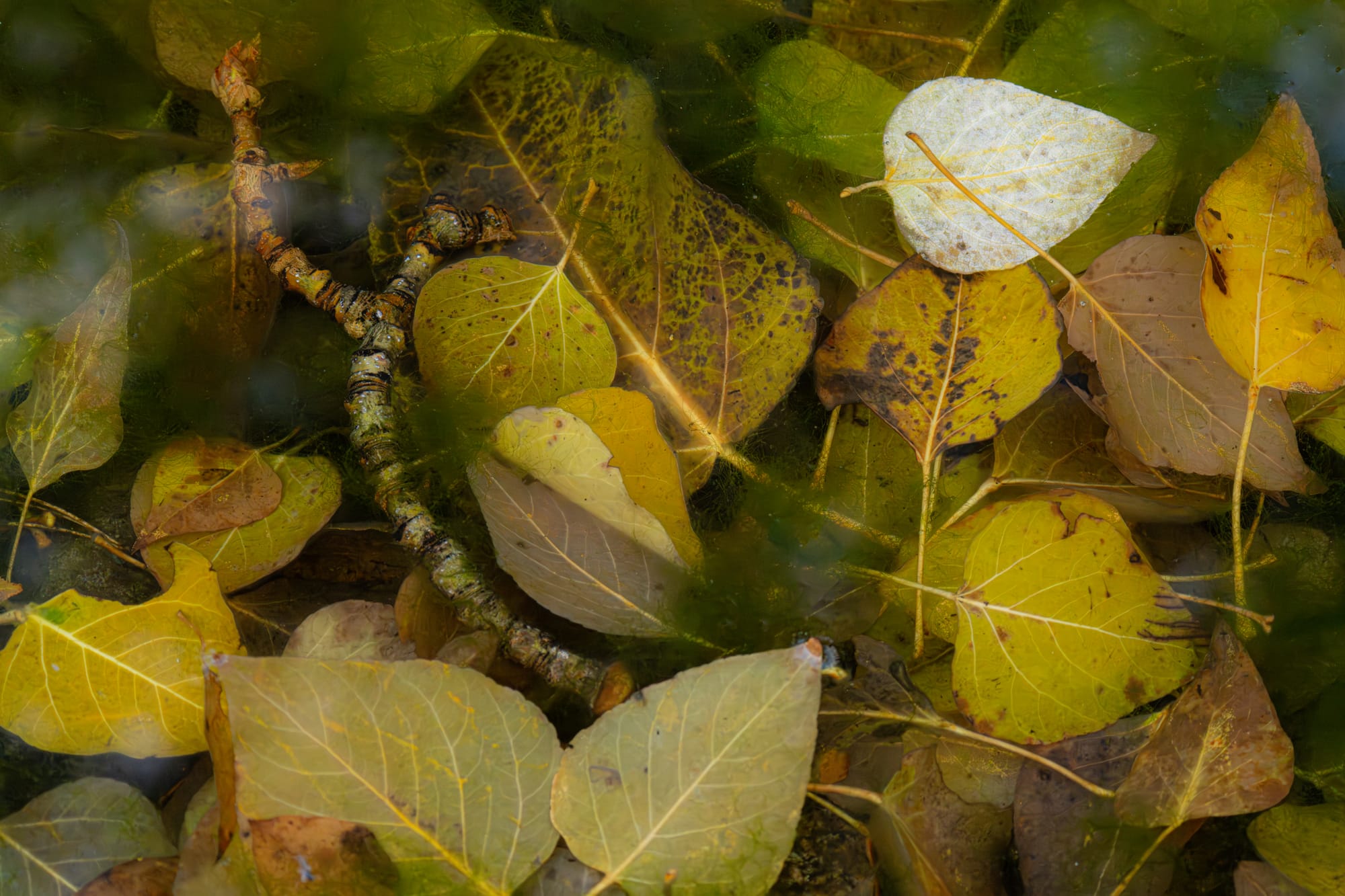 leaves in water