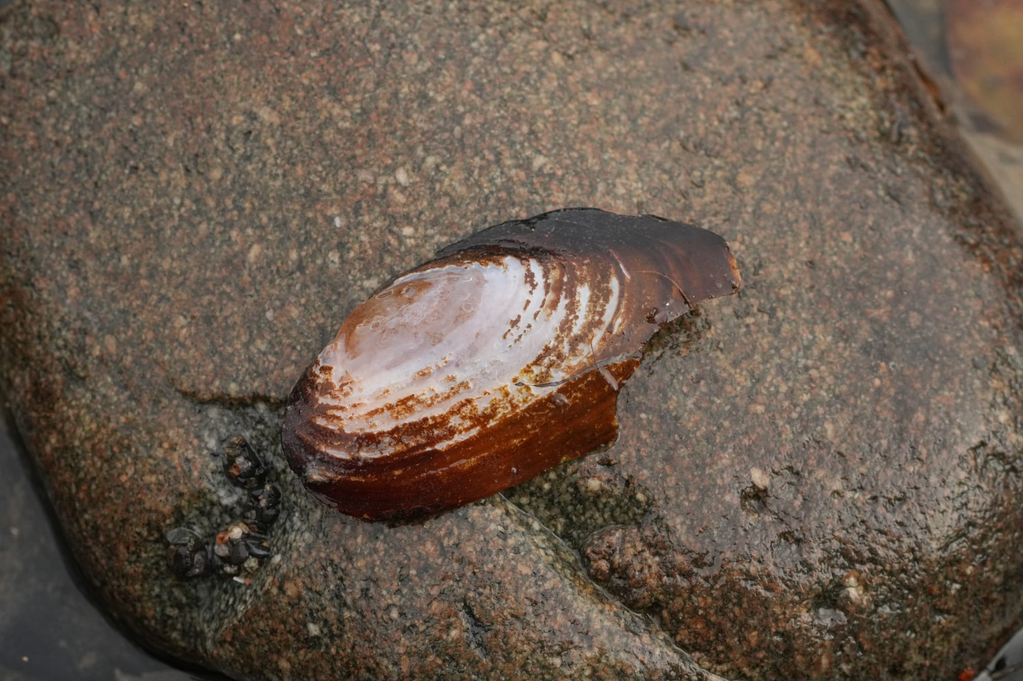 mussel shell