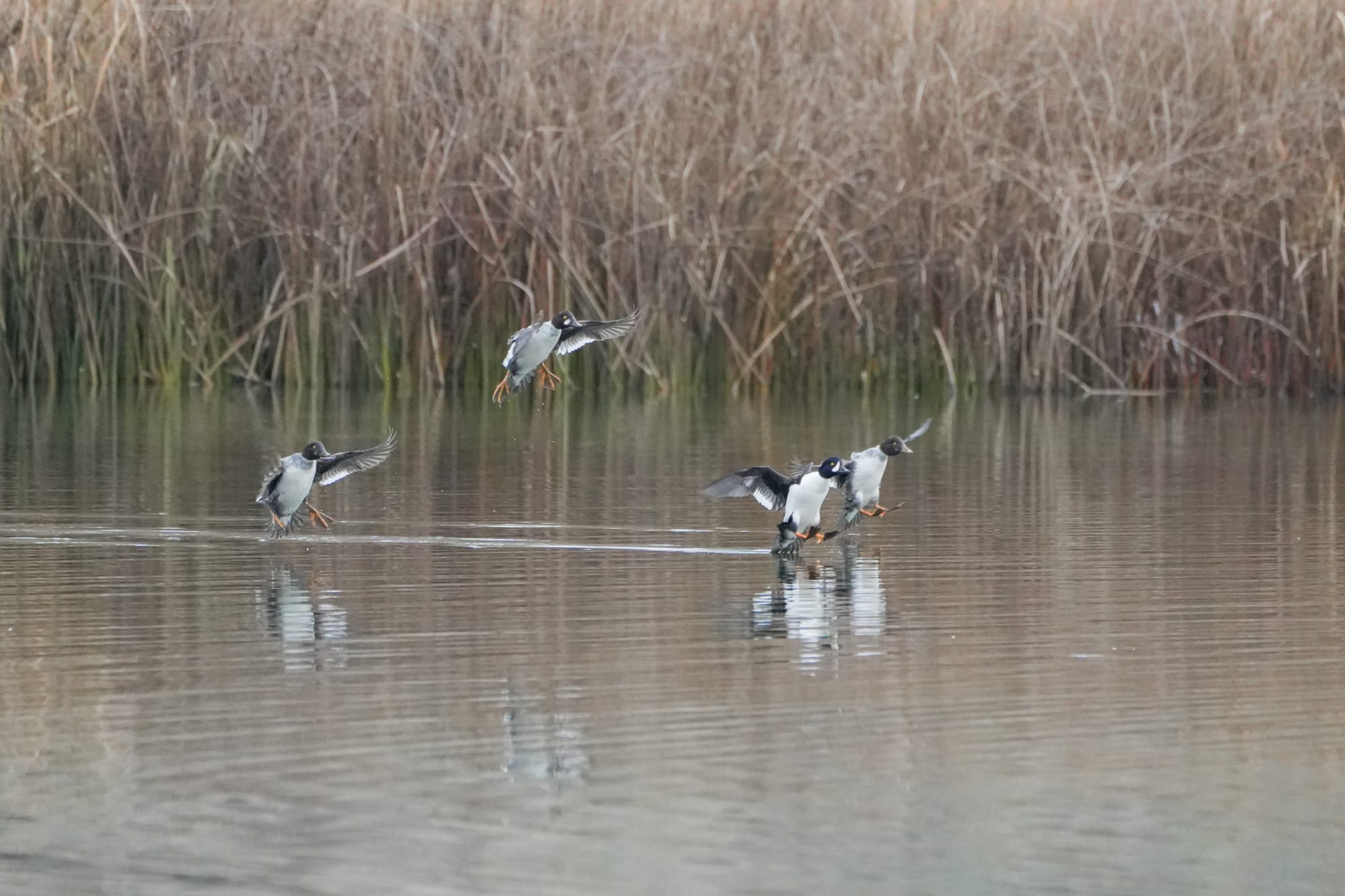 Barrow's goldeneye