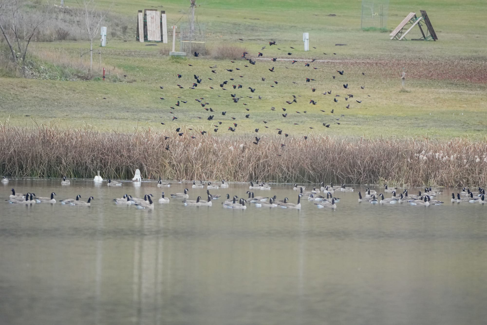 geese, swans, and blackbirds