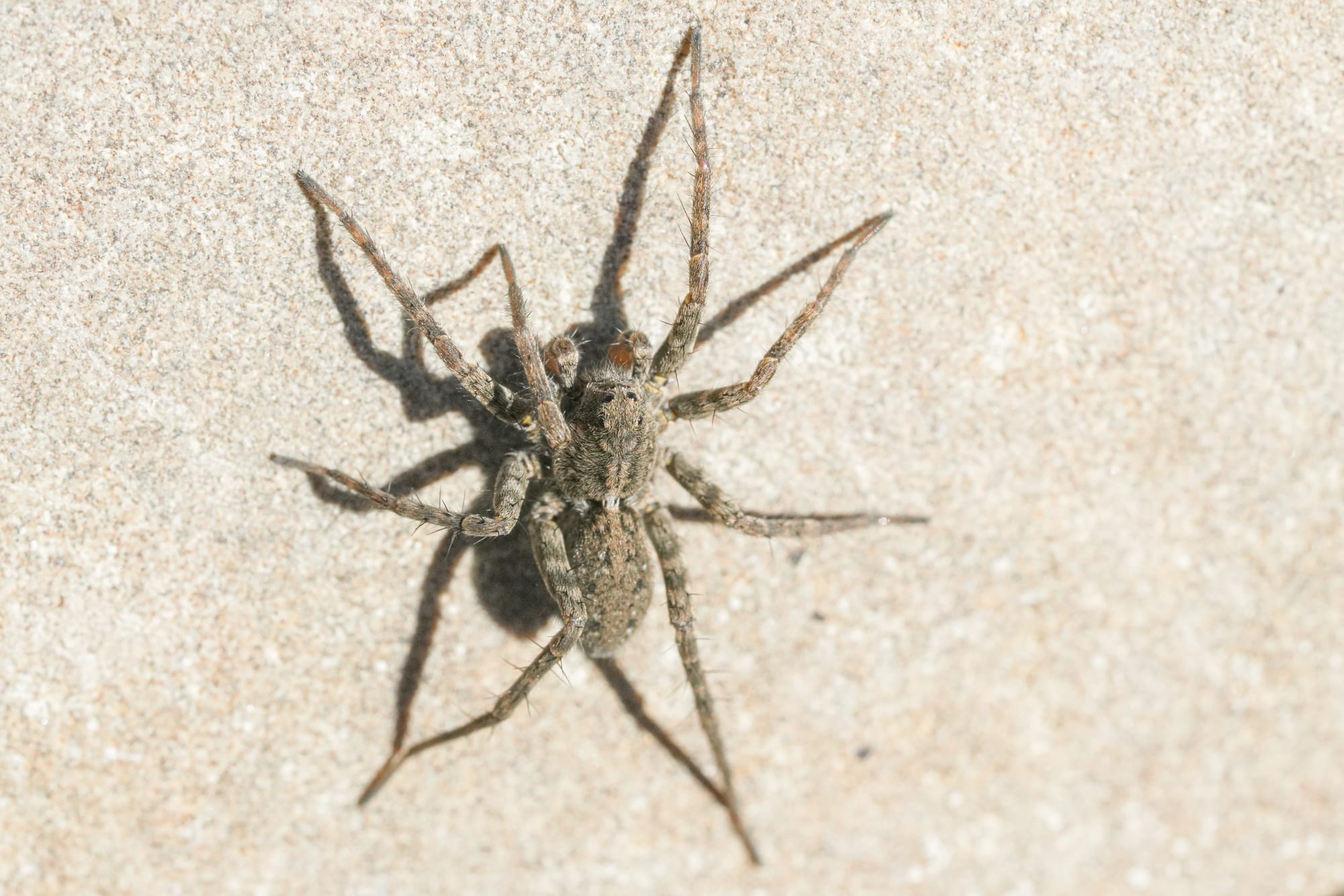 wolf spider