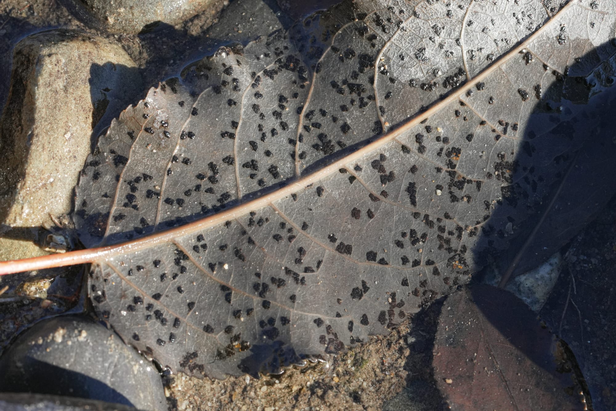 fungi on leaf
