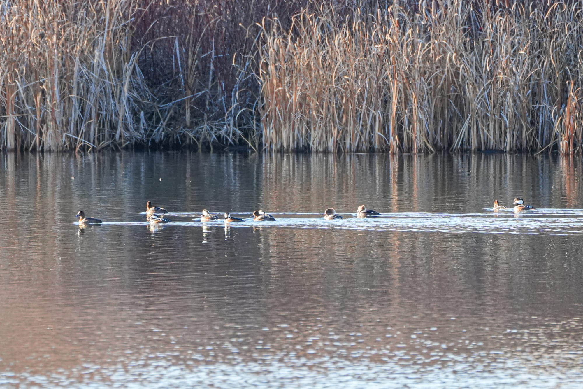 hooded mergansers