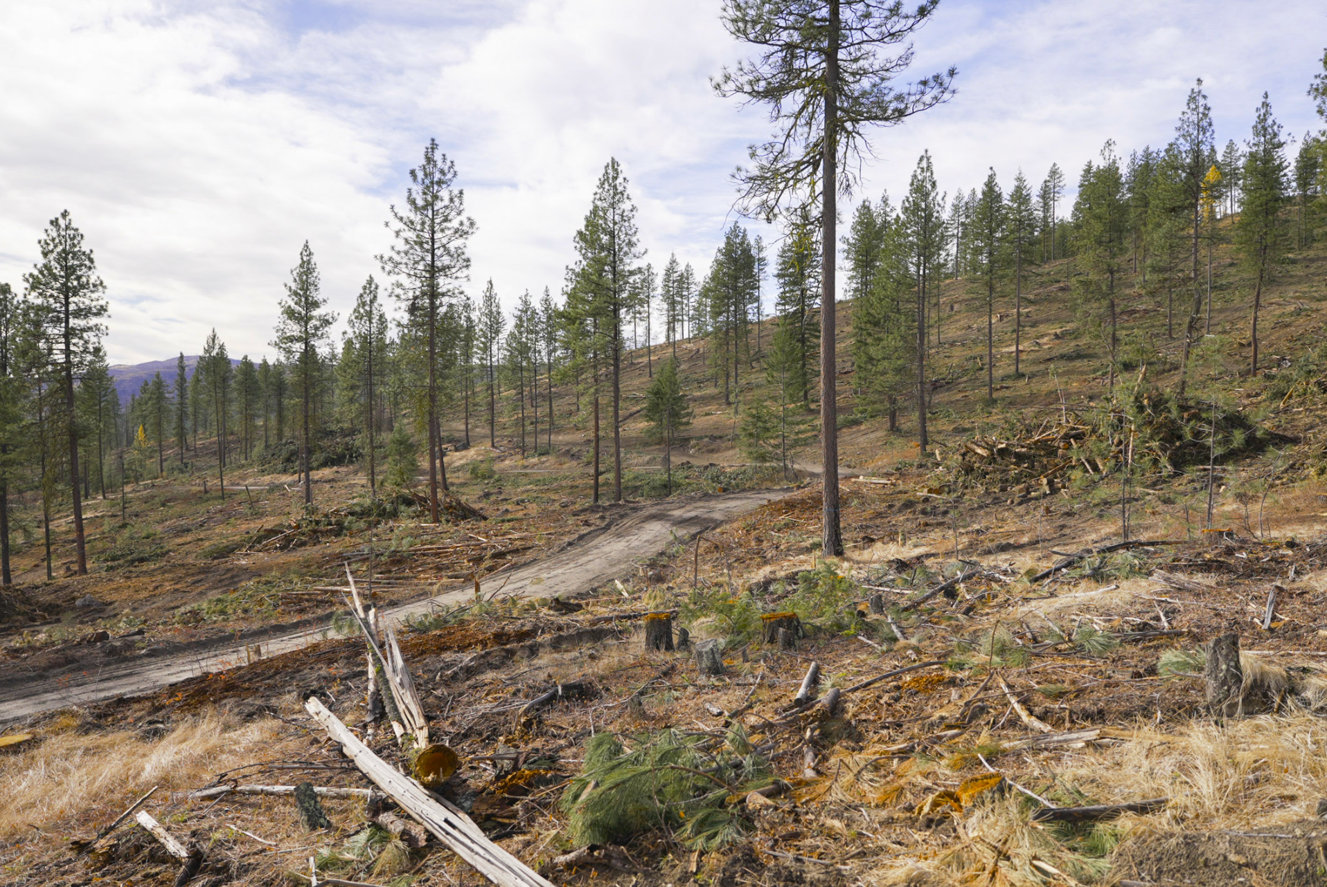 logging
