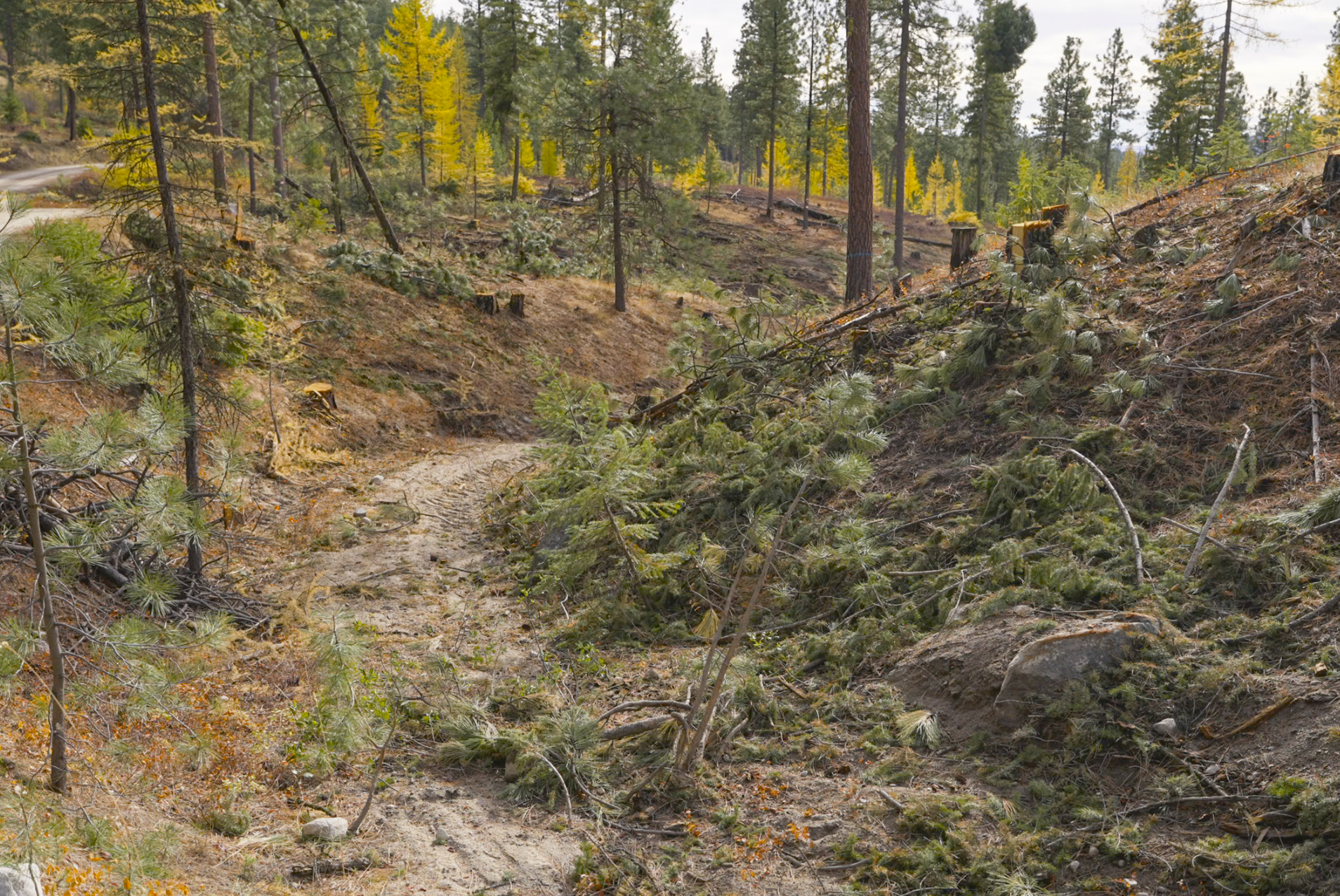 logging