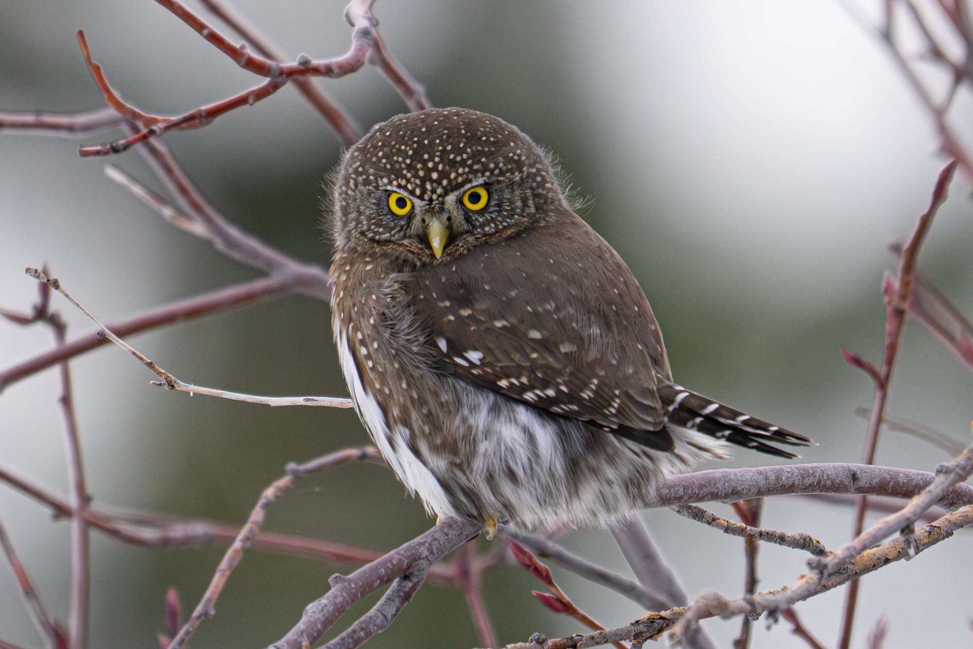 pygmy owl