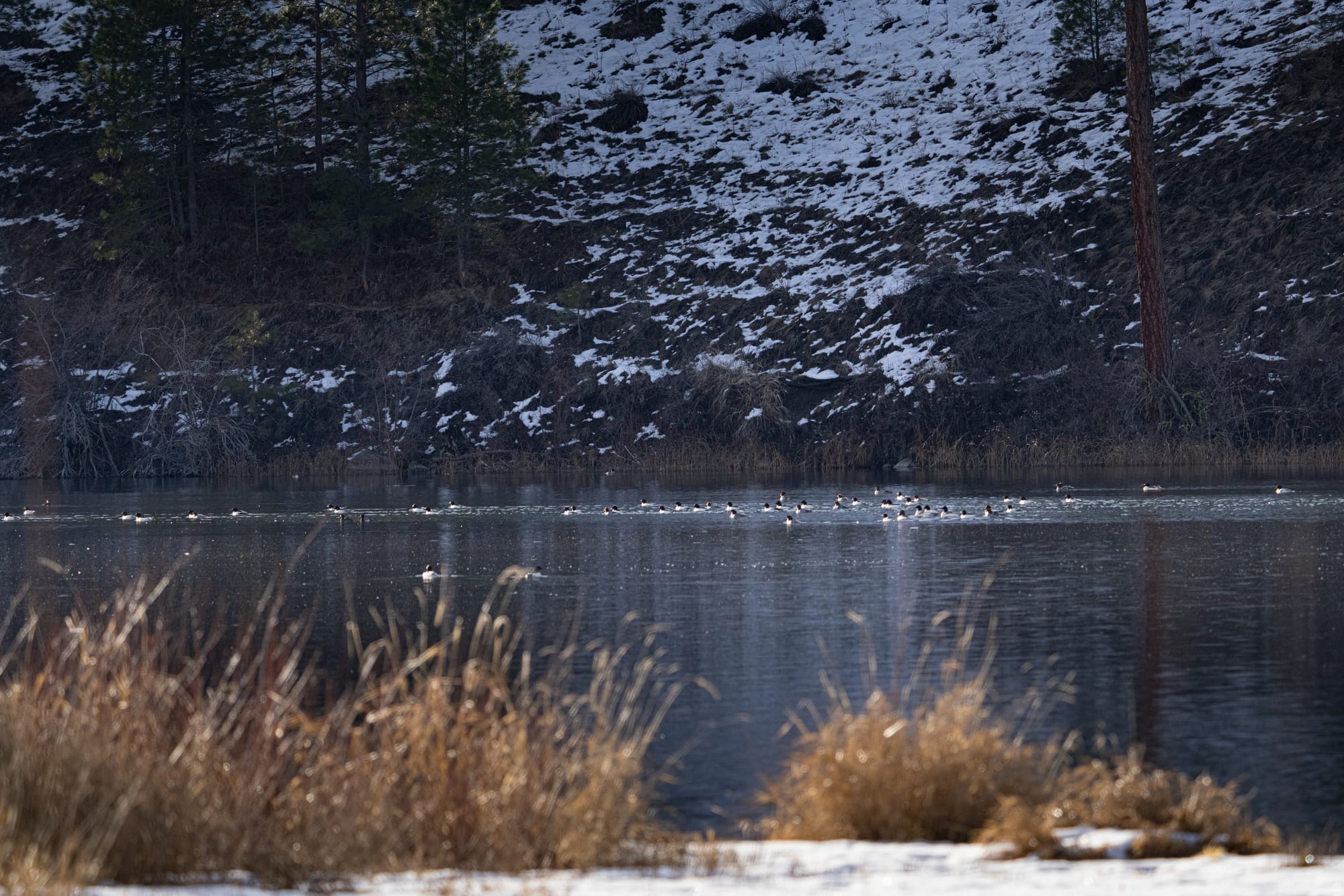 common mergansers